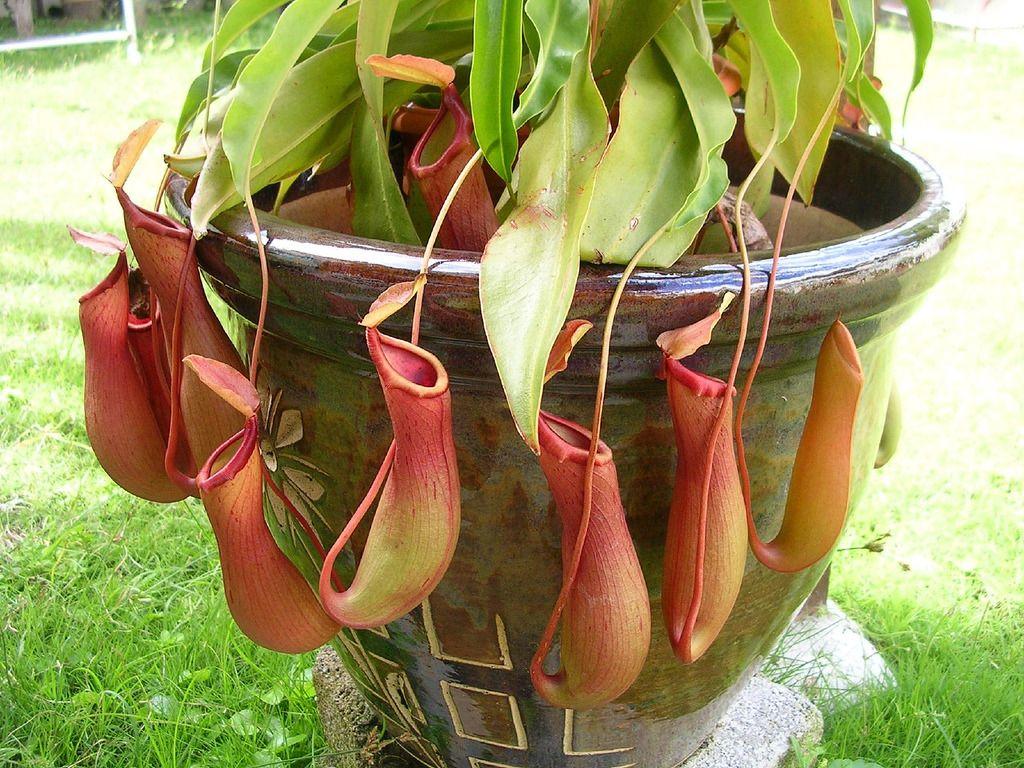 Carnivorous plants store