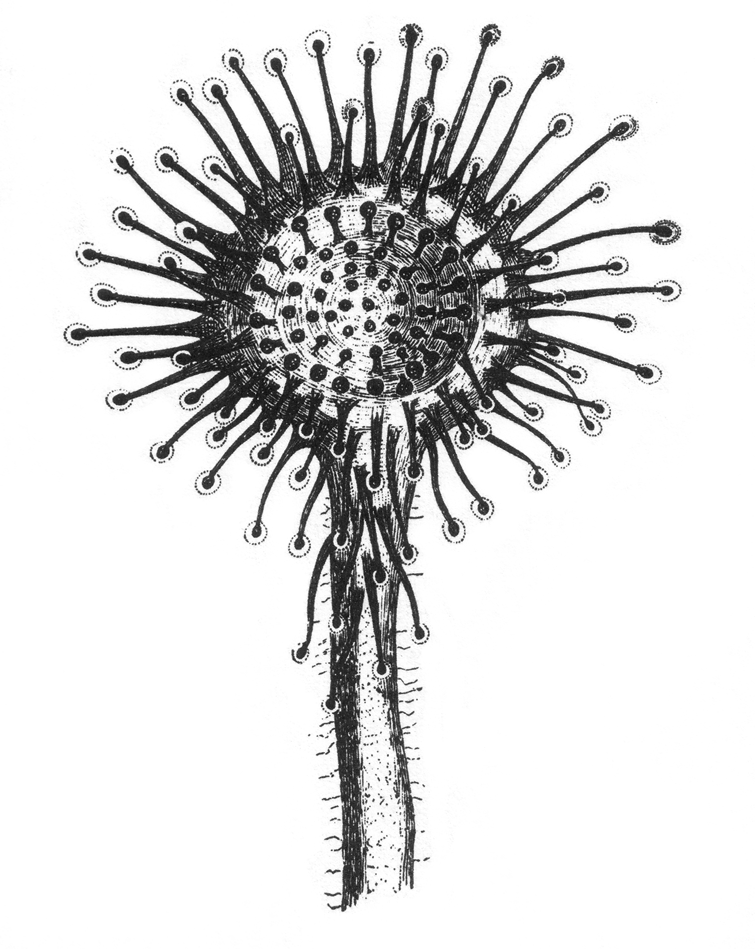 Insectivorous Plants Figure 1.png