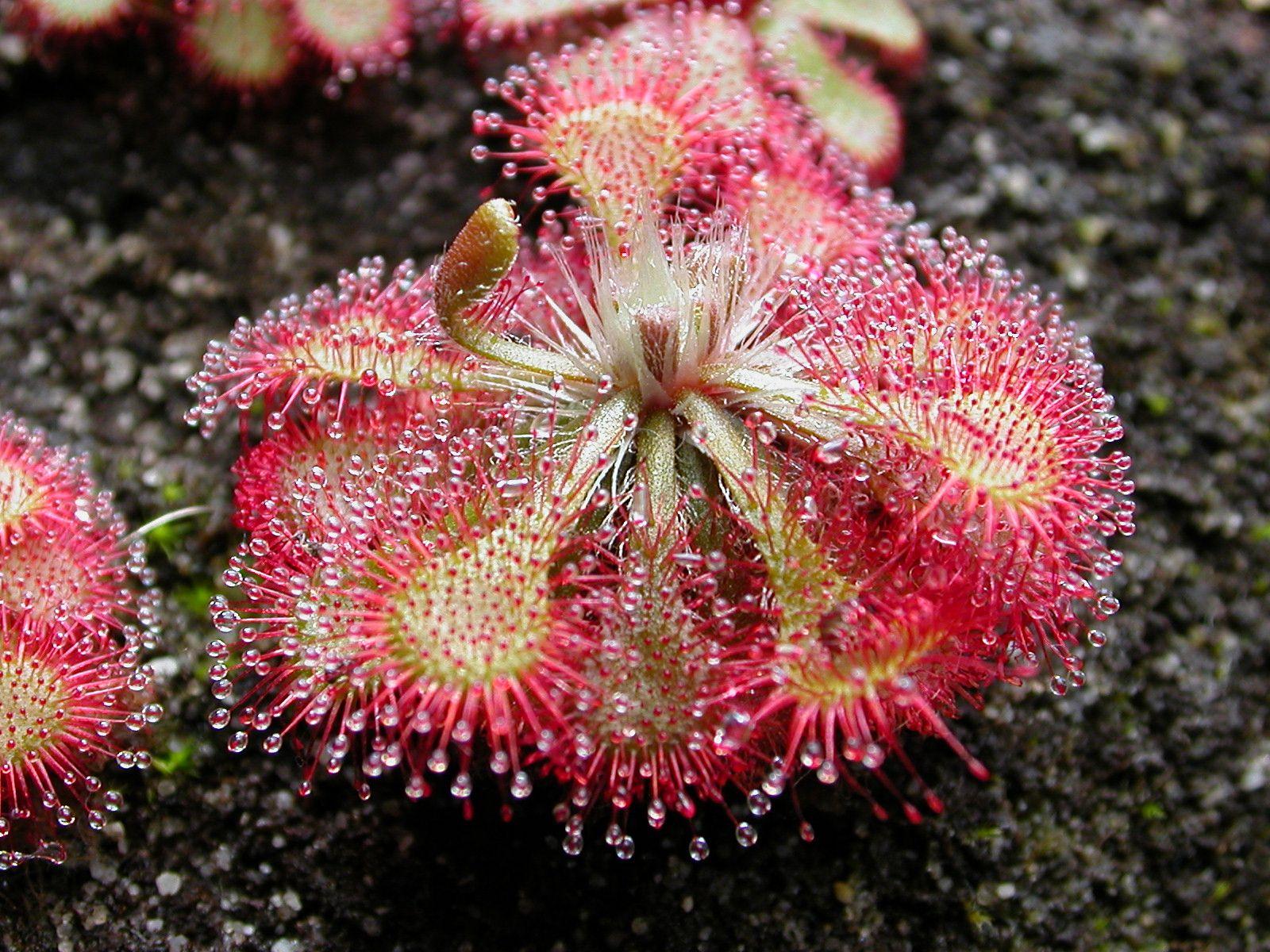 Killer plants: how do these carnivorous plants capture, kill and eat