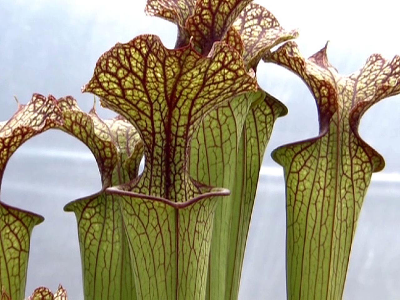 Meet the Carnivorous Plants