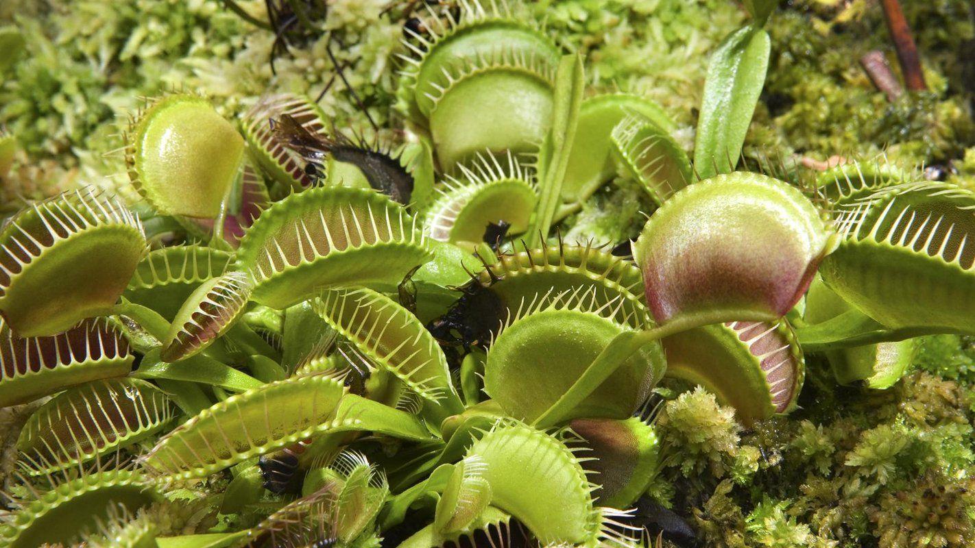 Venus flytrap Wallpaper and Background Image
