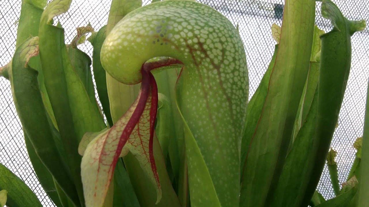 Cobra Lily Carnivorous Plant Eats Insect