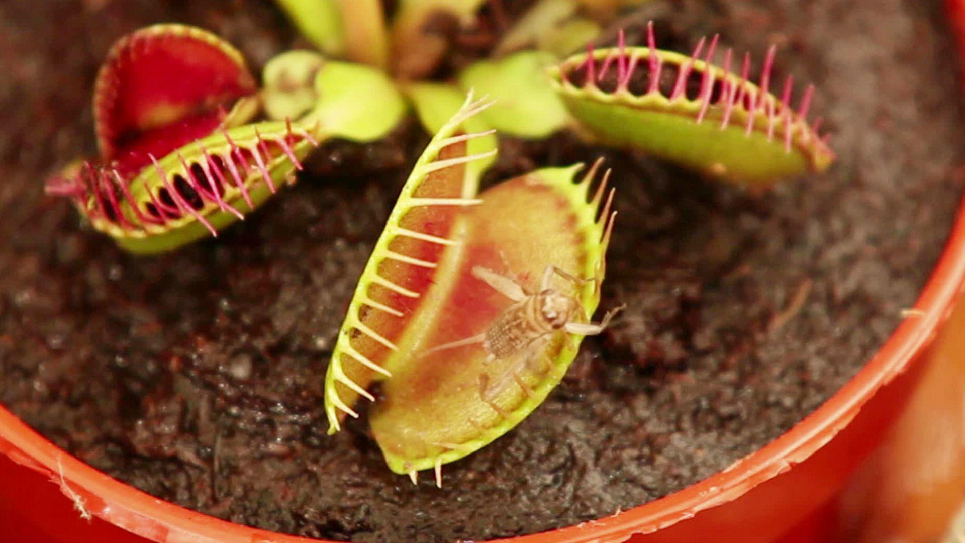 Insectivorous Plant Wallpapers - Wallpaper Cave