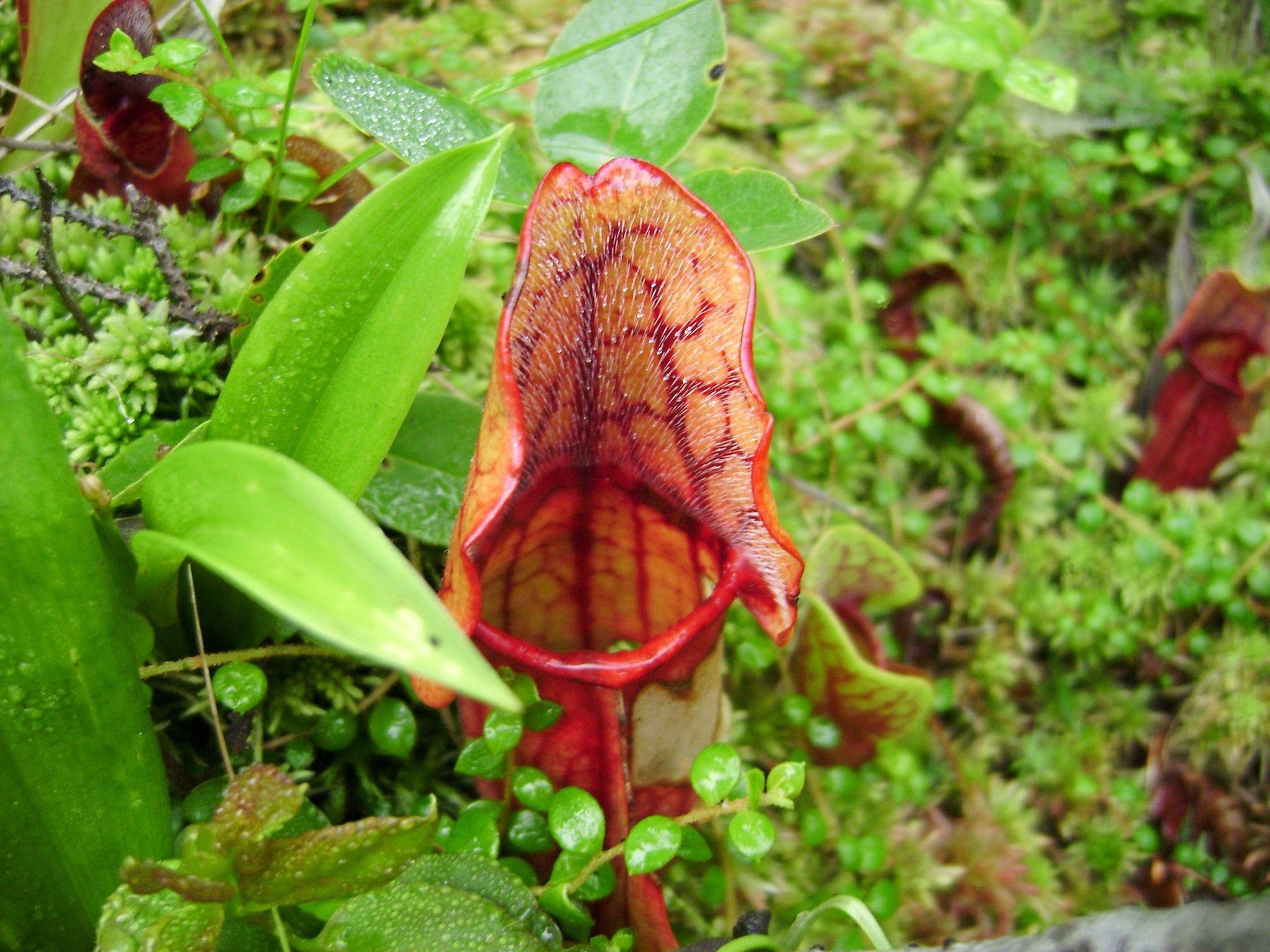 Insectivorous Plant Wallpapers Wallpaper Cave insectivorous-plant-wallpapers-wallpaper-cave