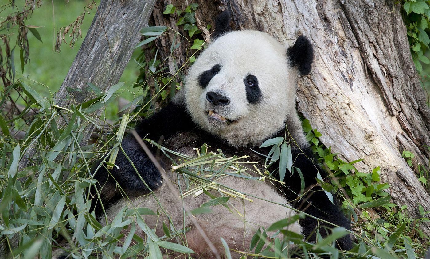Giant Panda Cam. Smithsonian's National Zoo