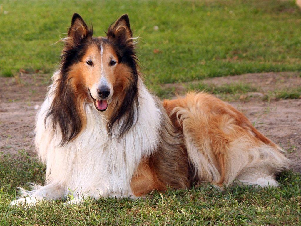 Lassie Dog Breed