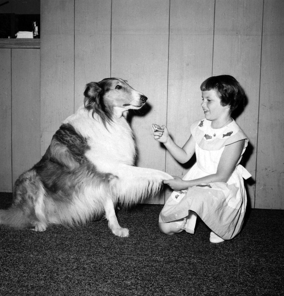Lassie shaking hands with Linda Wrather Photo Print