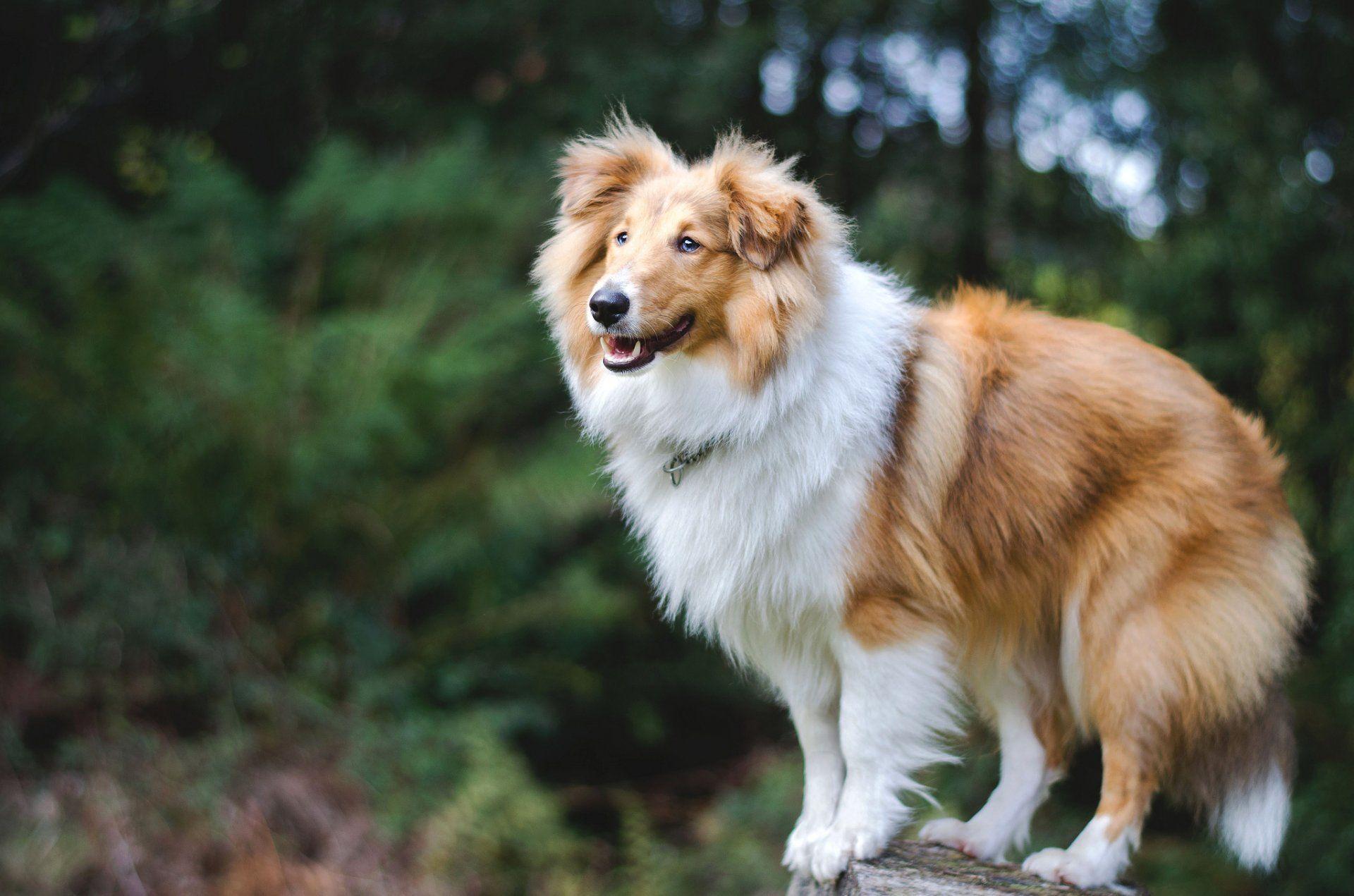 Shetland Sheepdog Wallpaper and Background Image