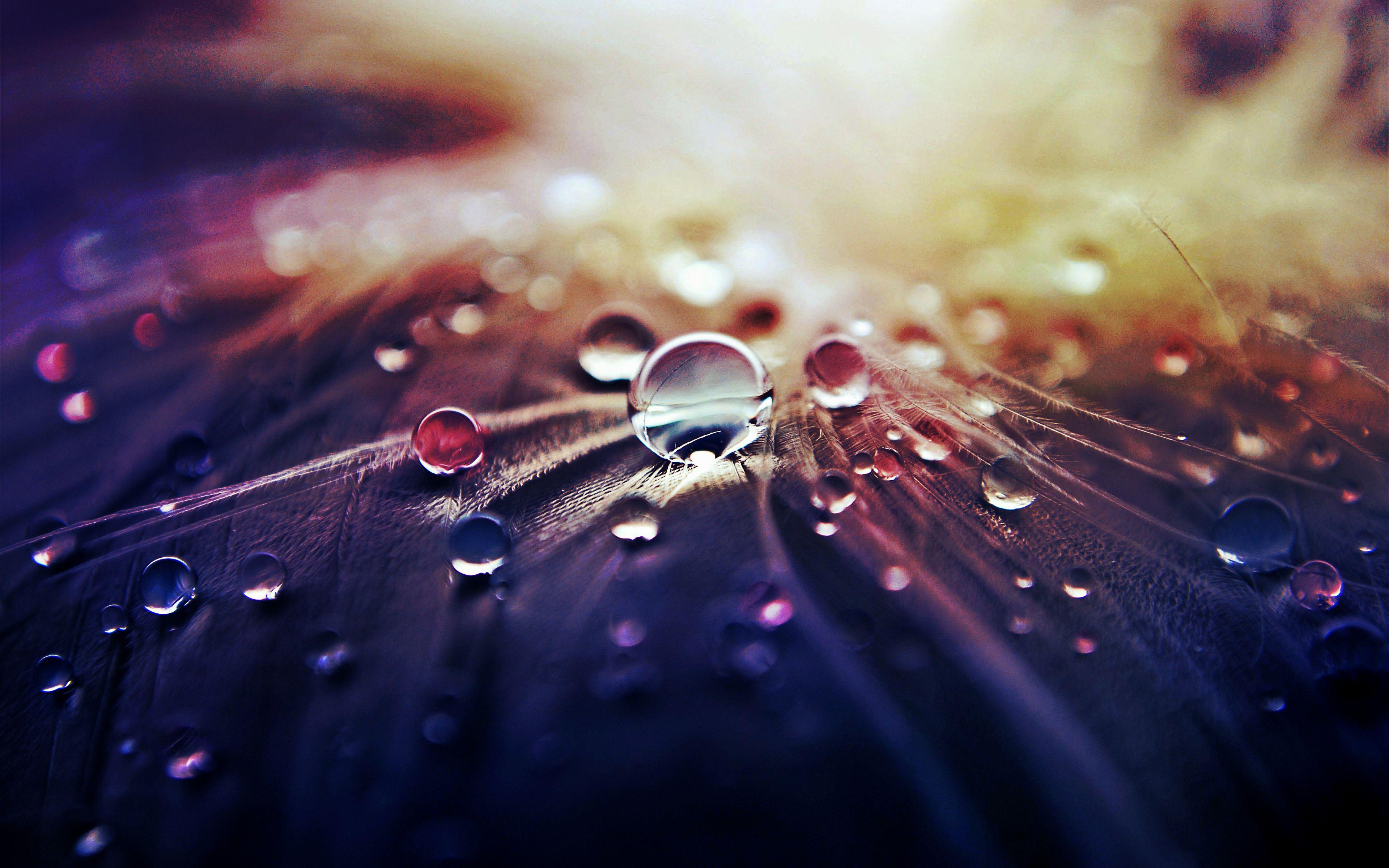 4K Ultra HD Water Drop Wallpaper and Background Image