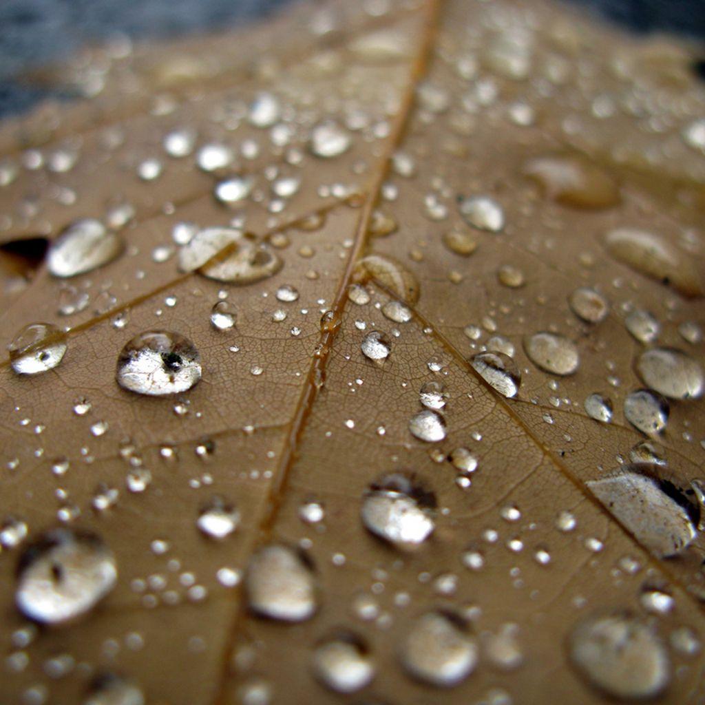 Leaf And Water Droplets Tablet wallpaper and background. Tablet