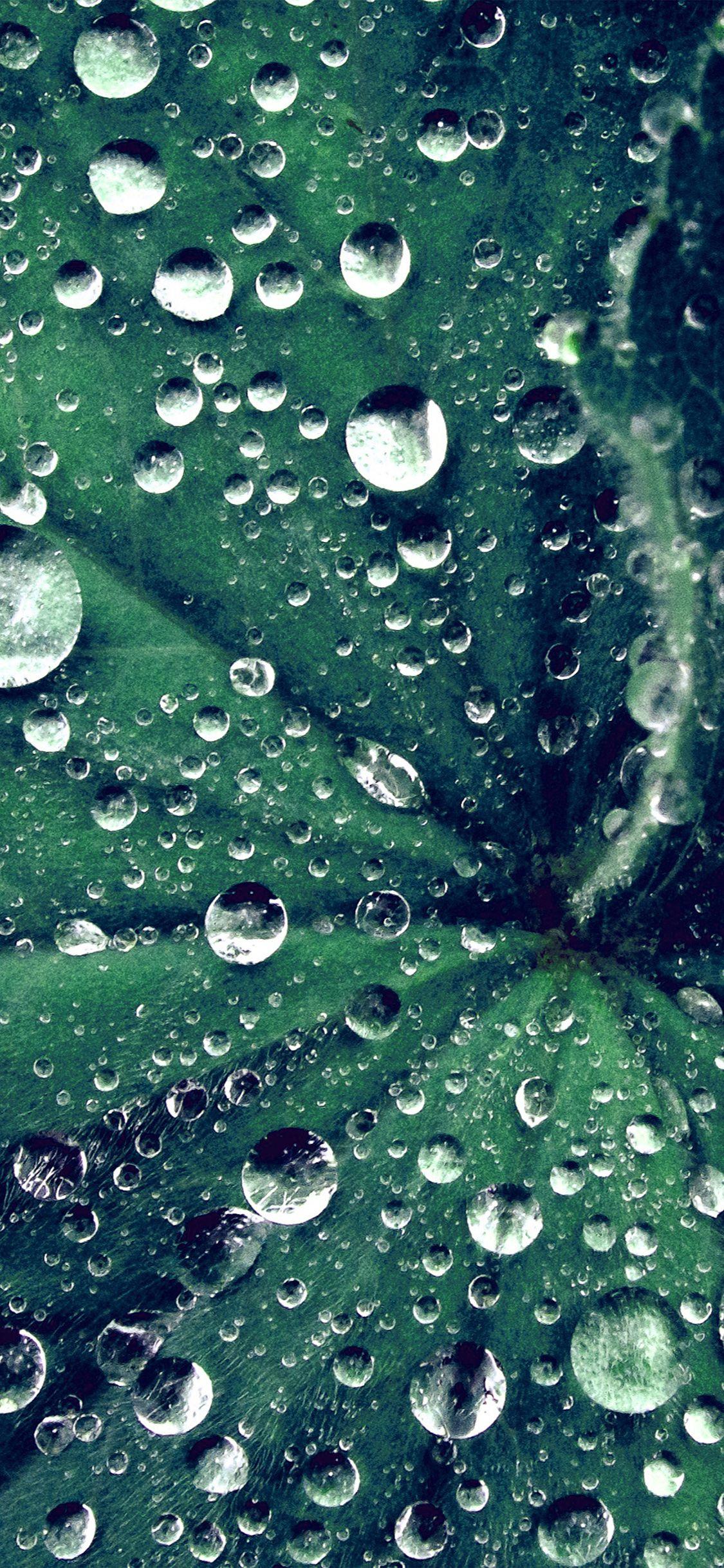 iPhone X wallpaper. water drop on leaf