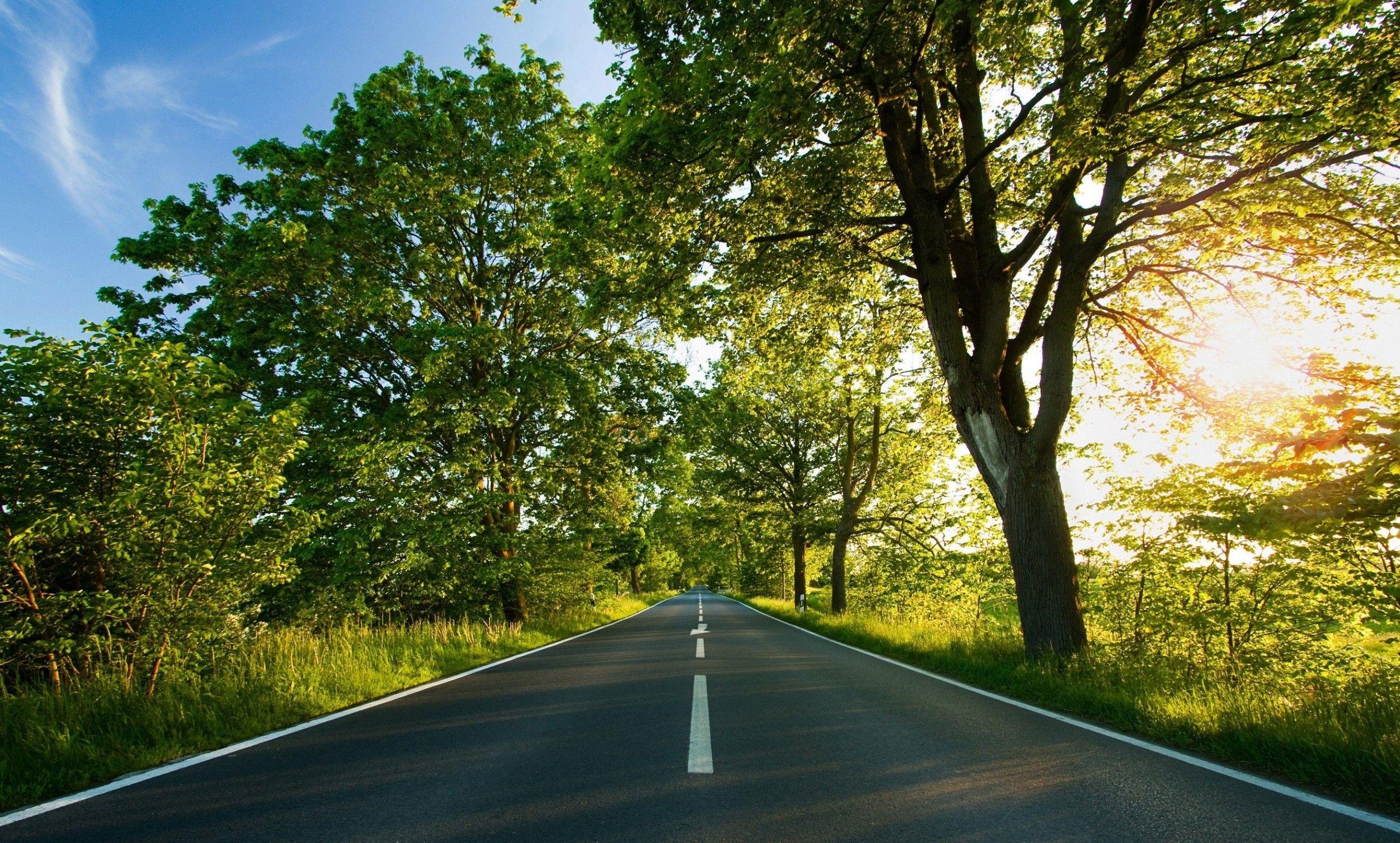 Download 2440x1470 Long Road, Tree Wallpaper