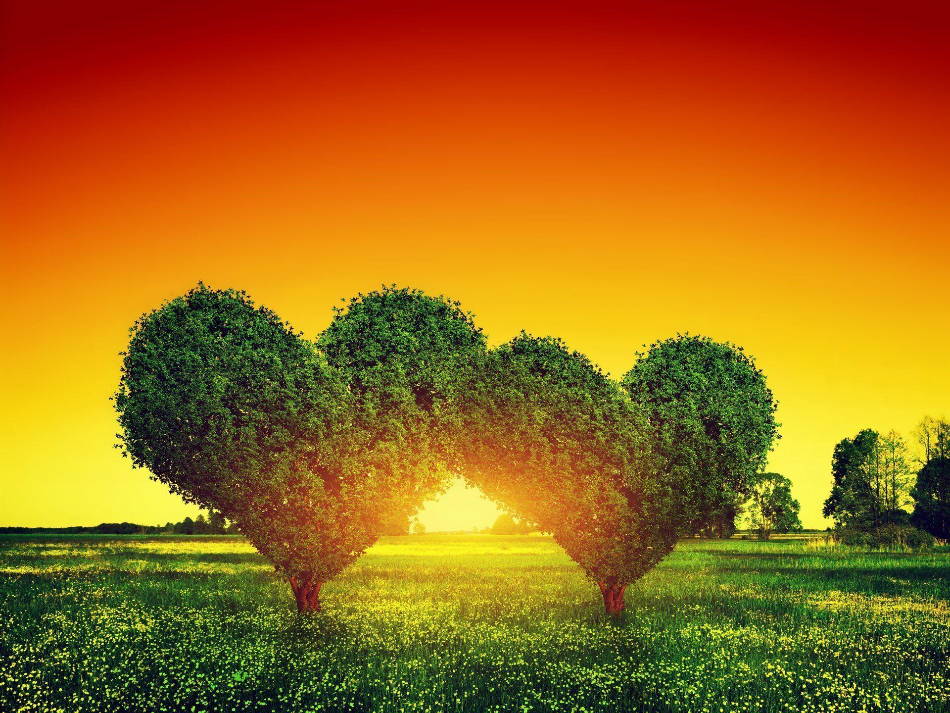 love tree heart green sunset HD wallpaper