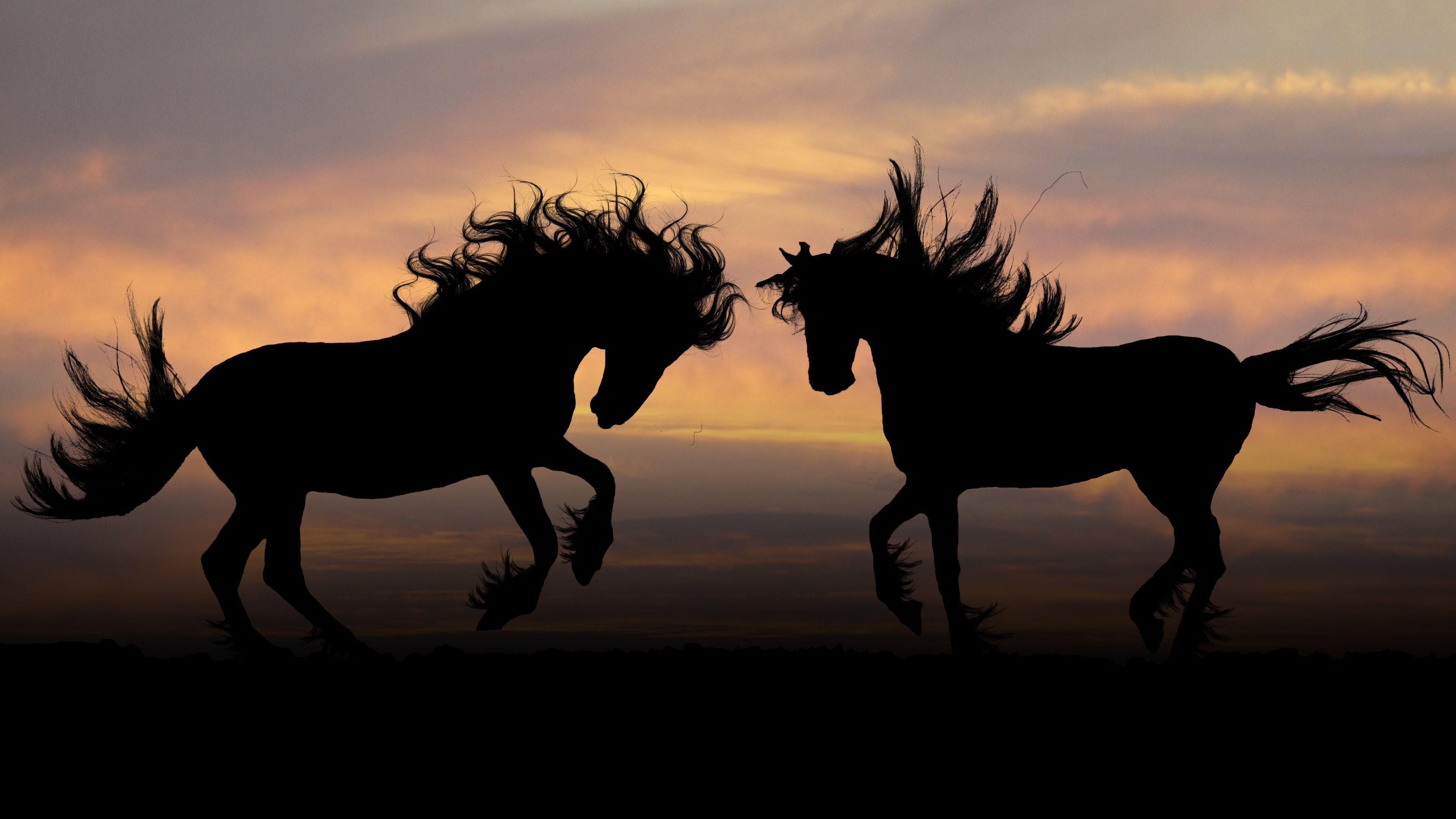 Horse Silhouettes & Birds.Eu. Horses, Horse silhouette, Horse art print