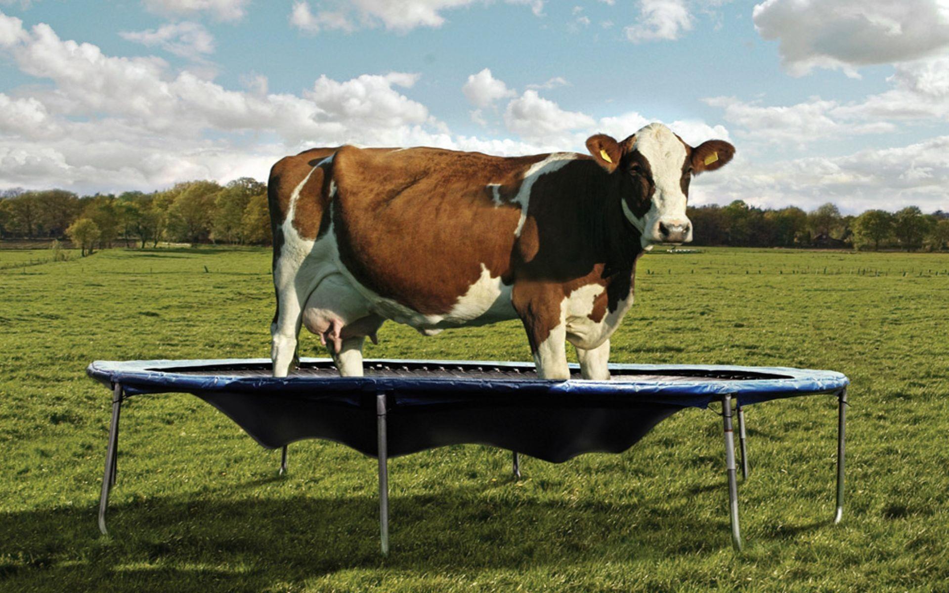Cow On A Trampoline Wallpaperx1200