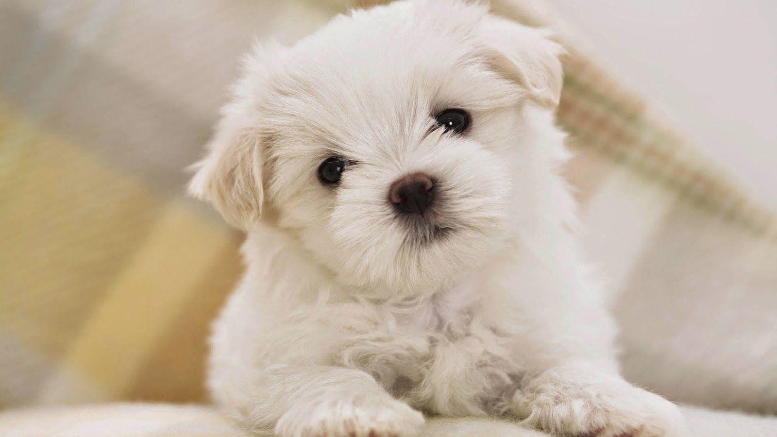 Small Dogs Wallpapers - Wallpaper Cave