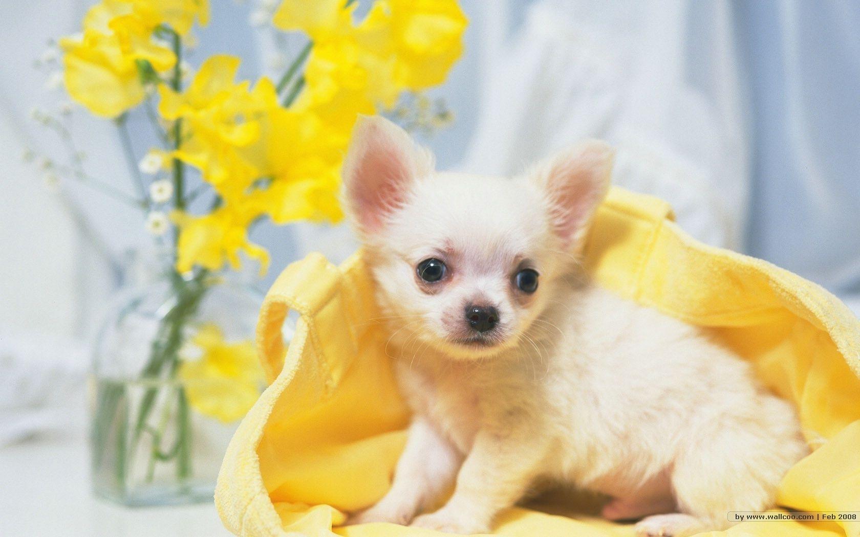 The Sweet Chihuahua Small Dogs Wallpaper