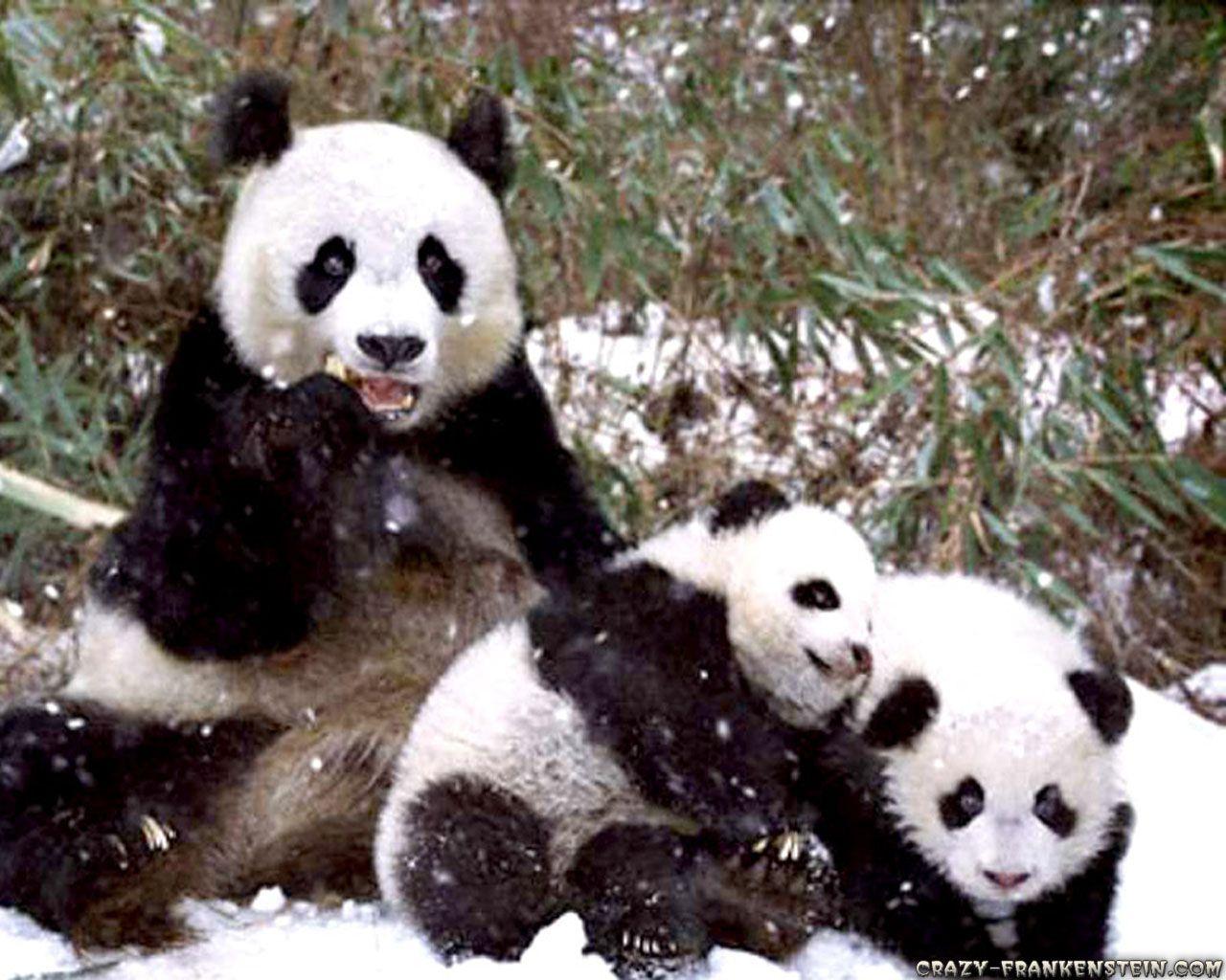 Panda bears wallpaper