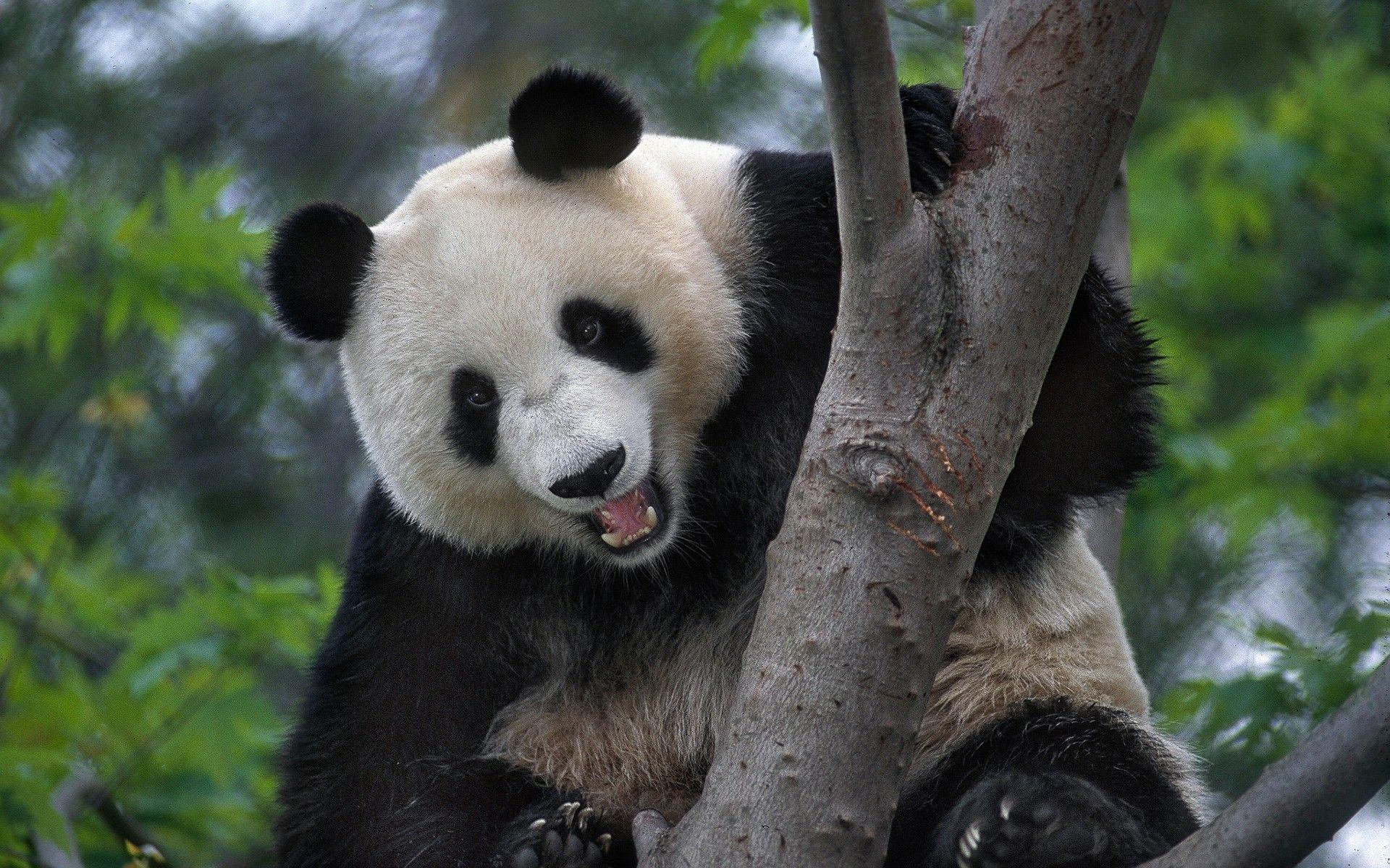 Большая Панда на дереве