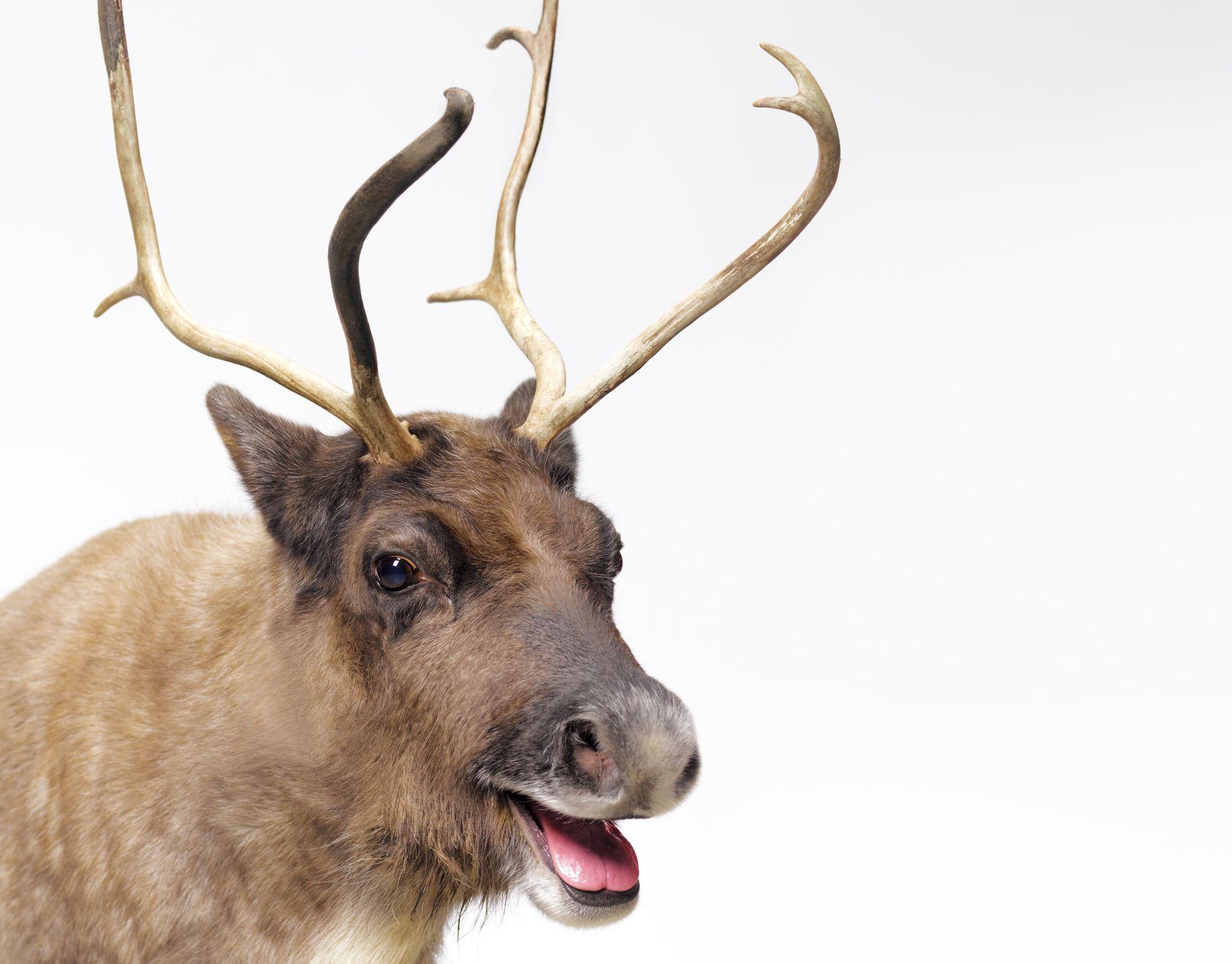 Donner, Donder, or Dunder? Santa's Reindeer's Name Explained