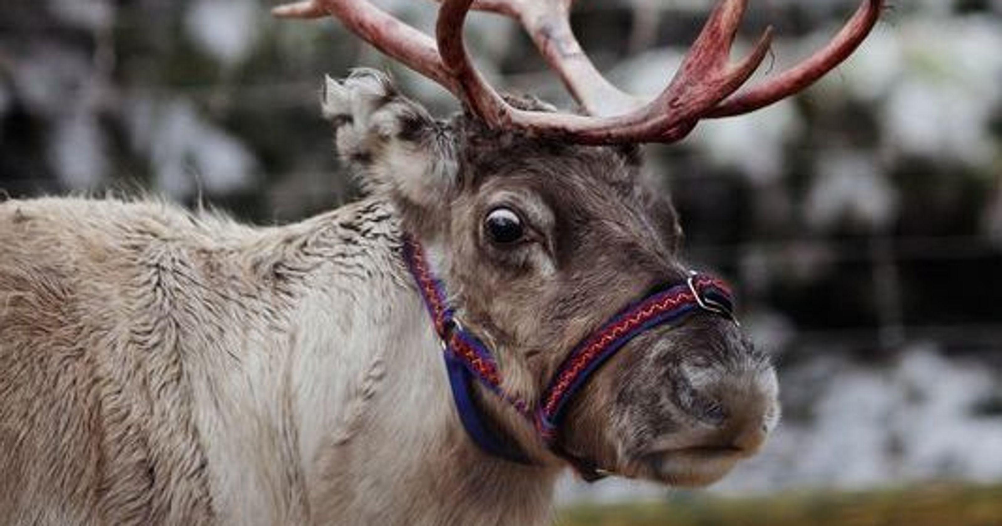 USDA gives Santa's reindeer permit to enter U.S