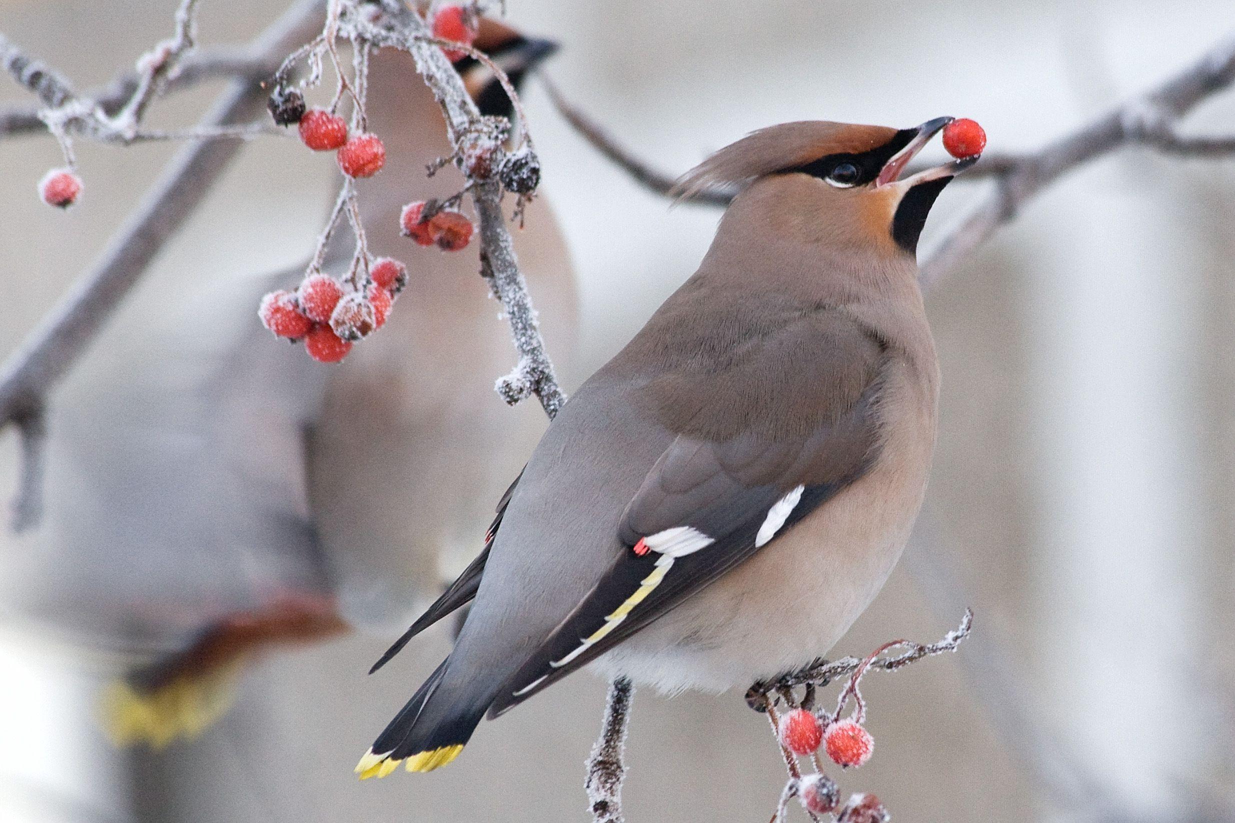 Waxwing Wallpaper and Background Image