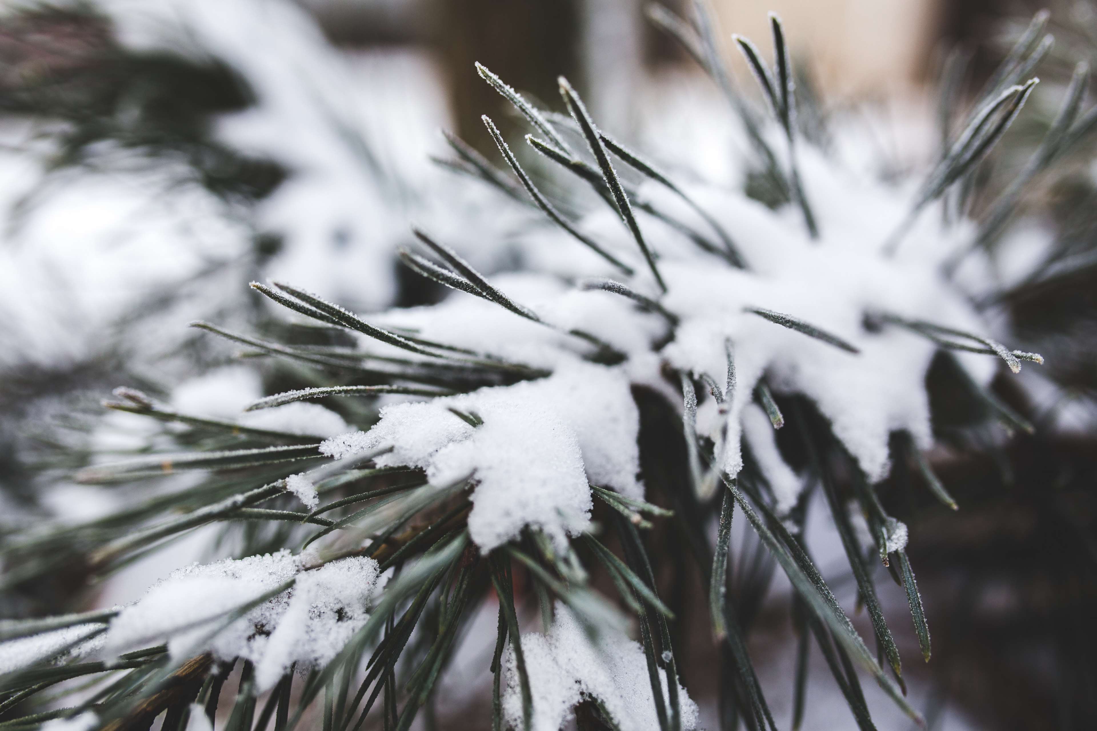 branch, christmas, cold, evergreen, nature, pine, snow, tree, white