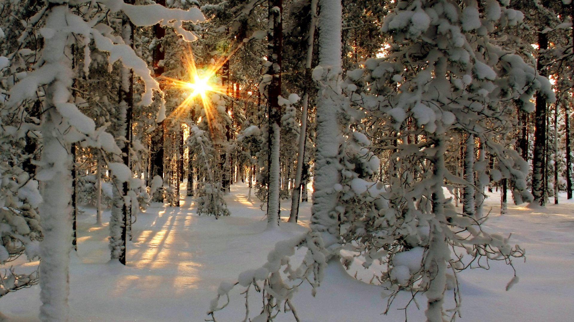 Fprest Tag wallpaper: Landscapes Winter Nature Sunrise Fprest