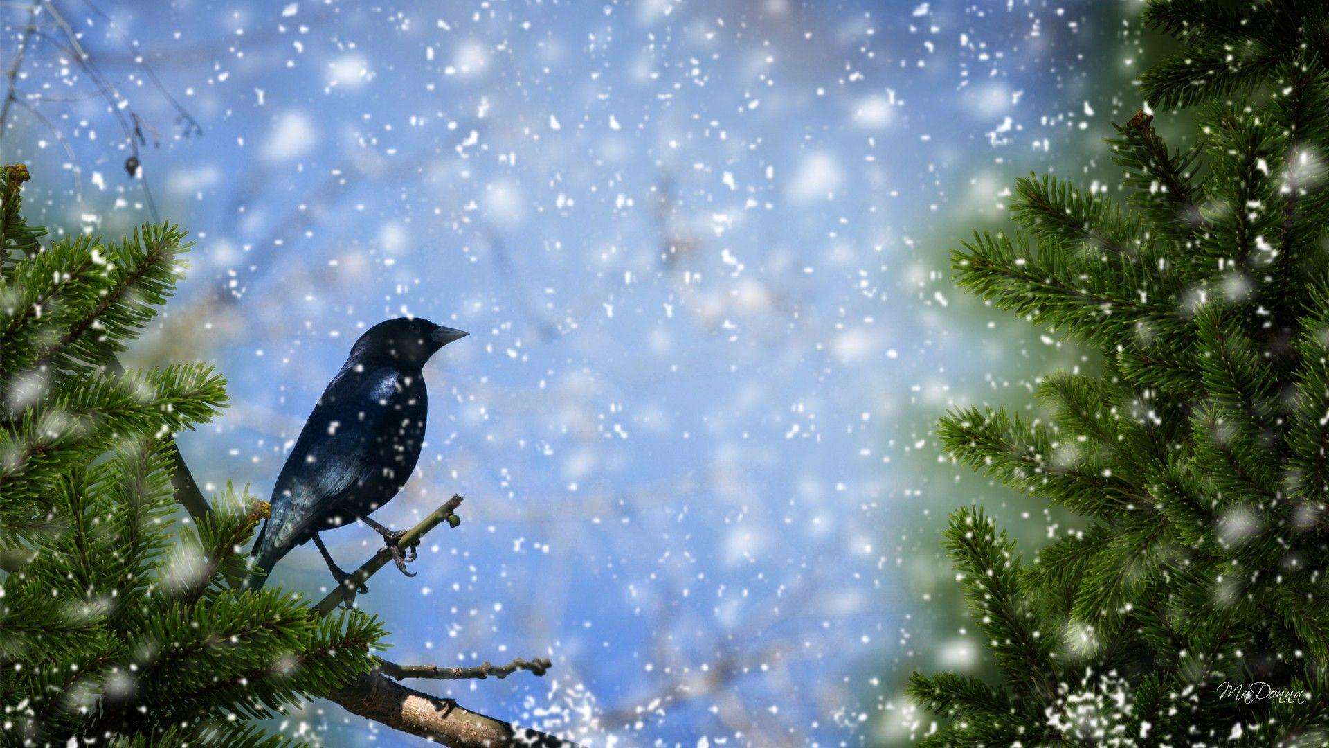 Winter Years Frost Spruce Fir Snowing New Freeze Christmas Tree Bird
