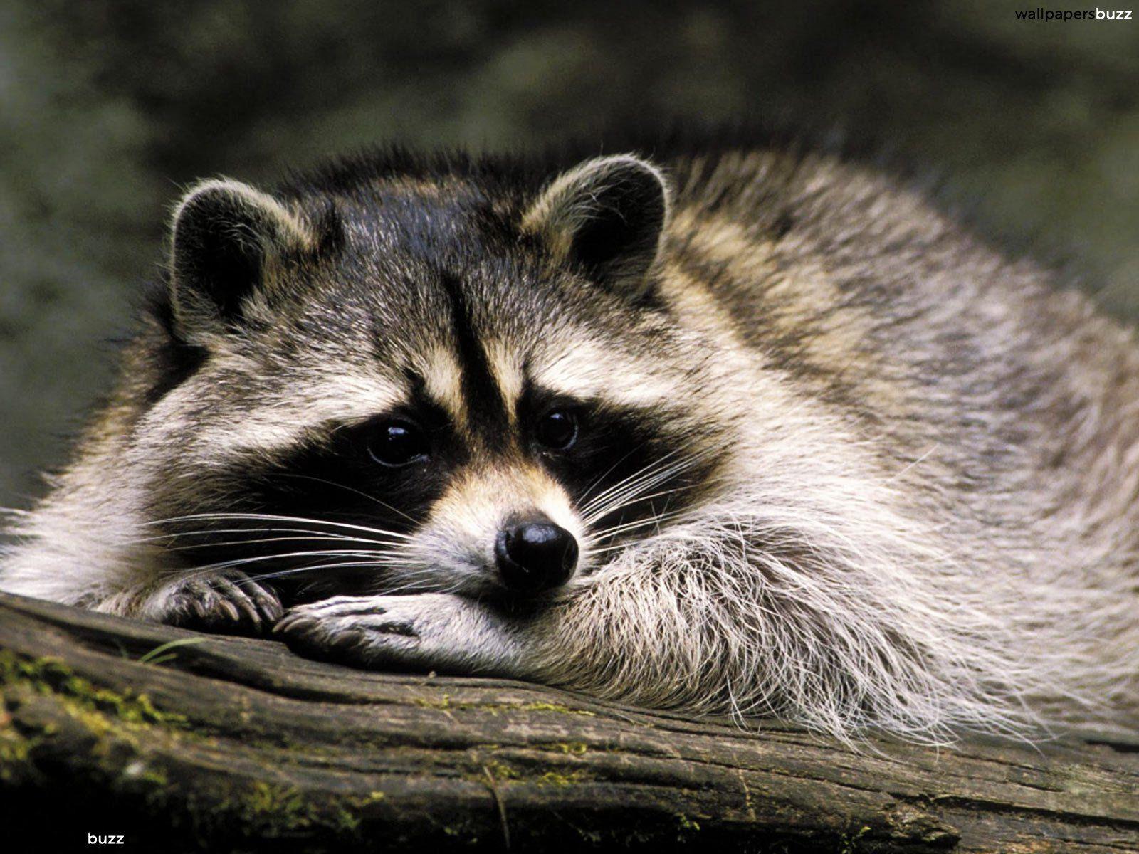 Sad raccoon HD Wallpaper