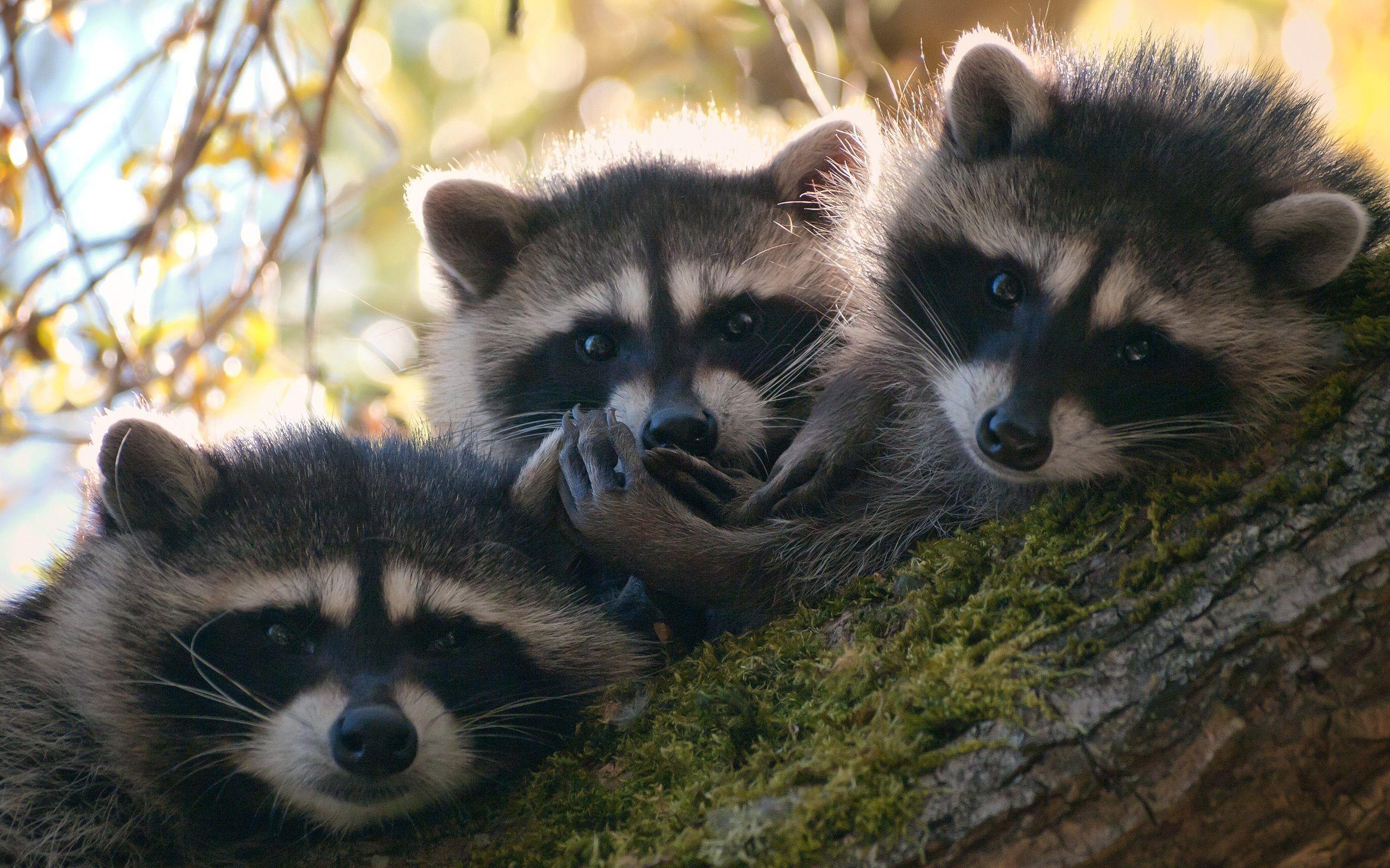 Baby Raccoons Wallpaper free download in high quality widescreen