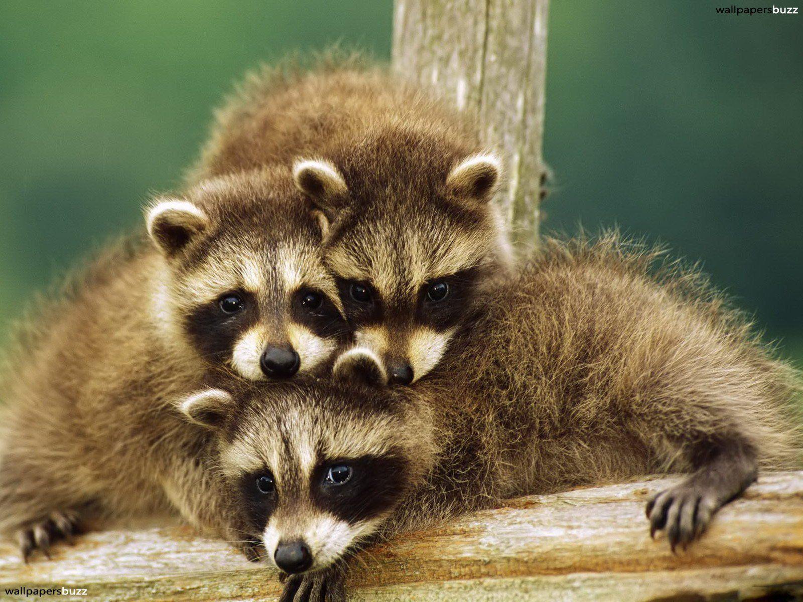 Baby raccoons HD Wallpaper