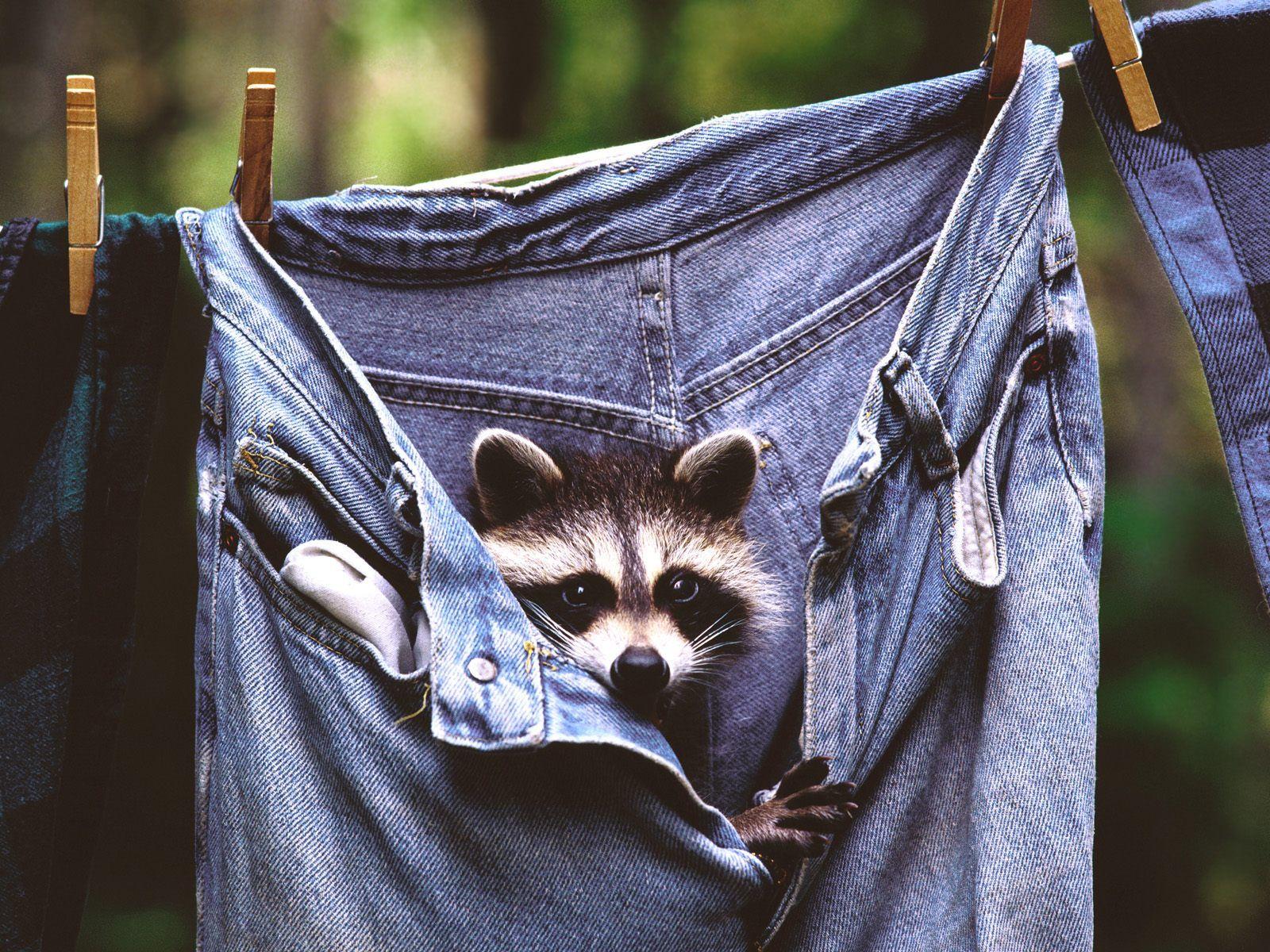 jeans, animals, raccoons wallpaper