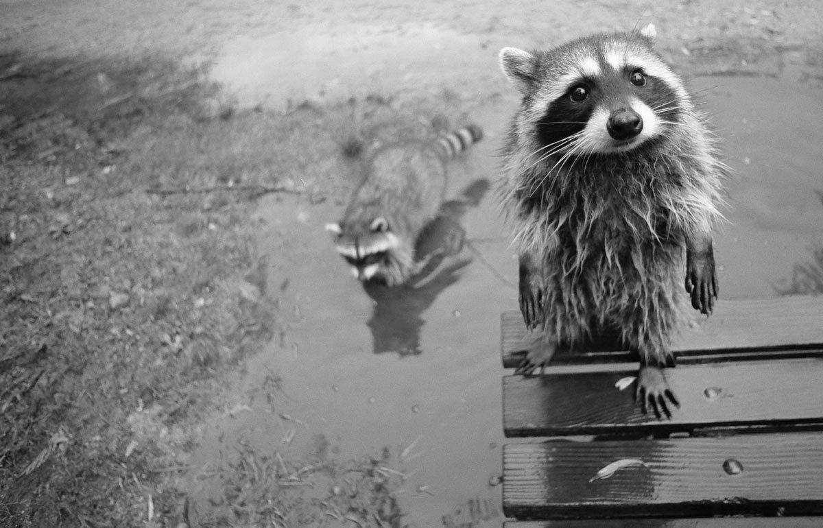 Urban Ecosystems: Why there's probably a raccoon living on your
