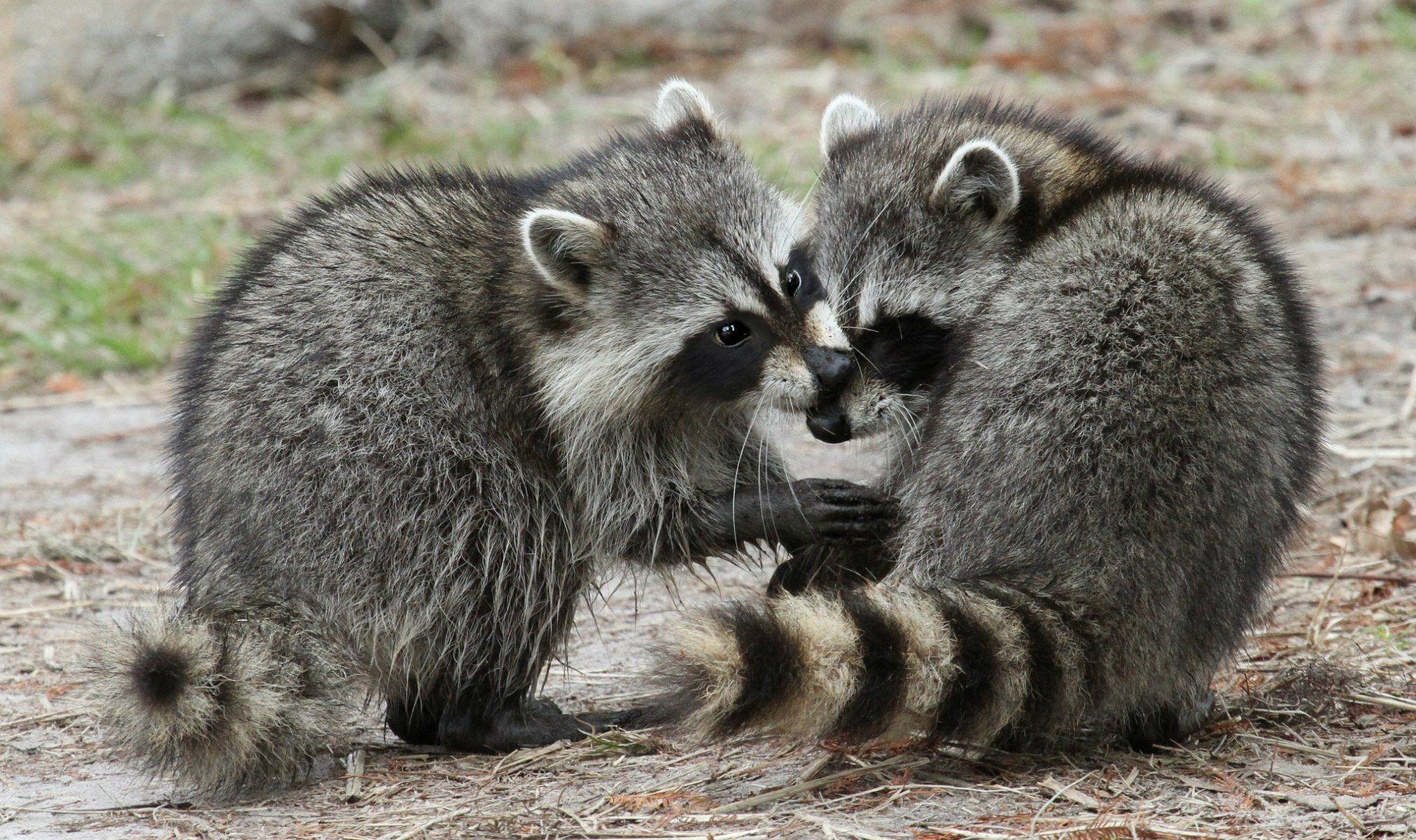 raccoons the pair fluffy HD wallpaper