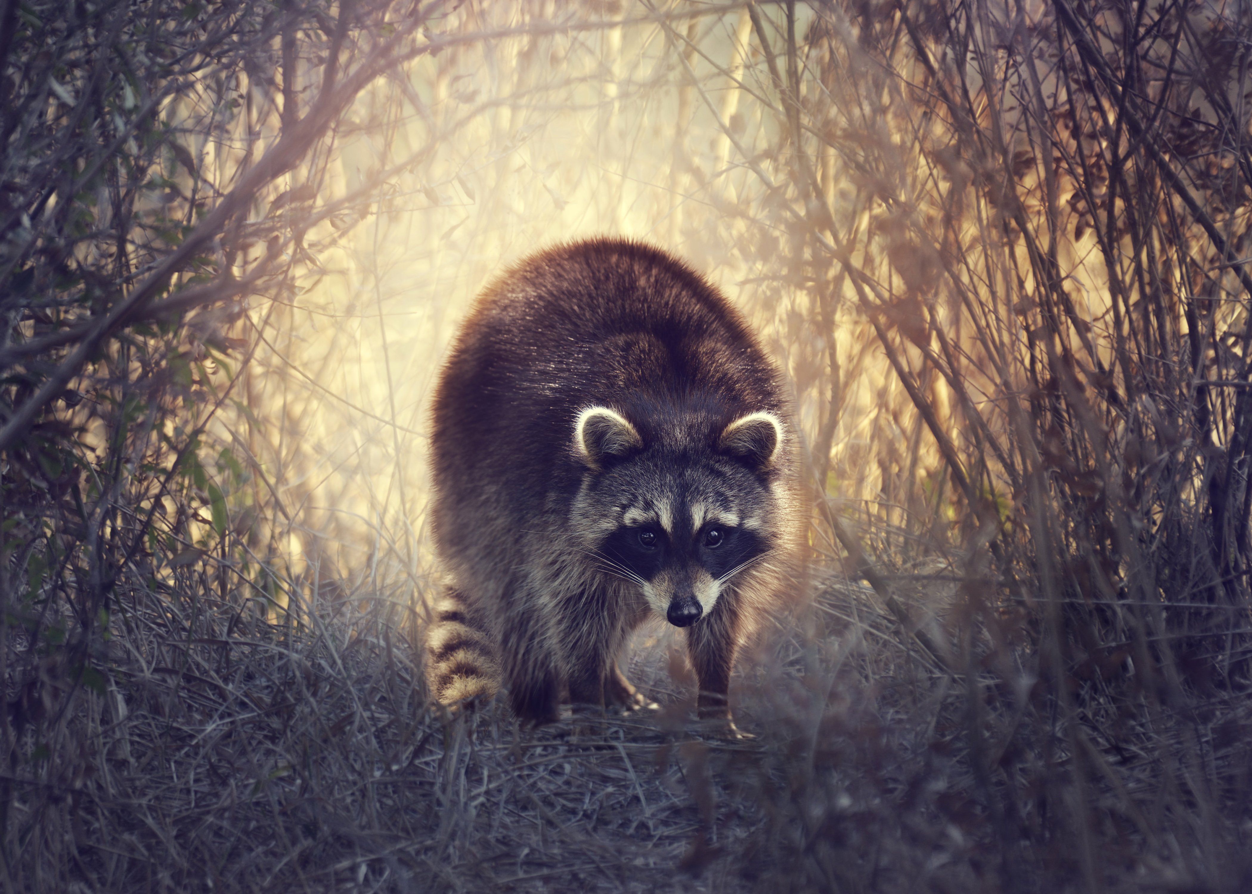 Raccoons HD wallpaper wallpaper animals high resolution HD