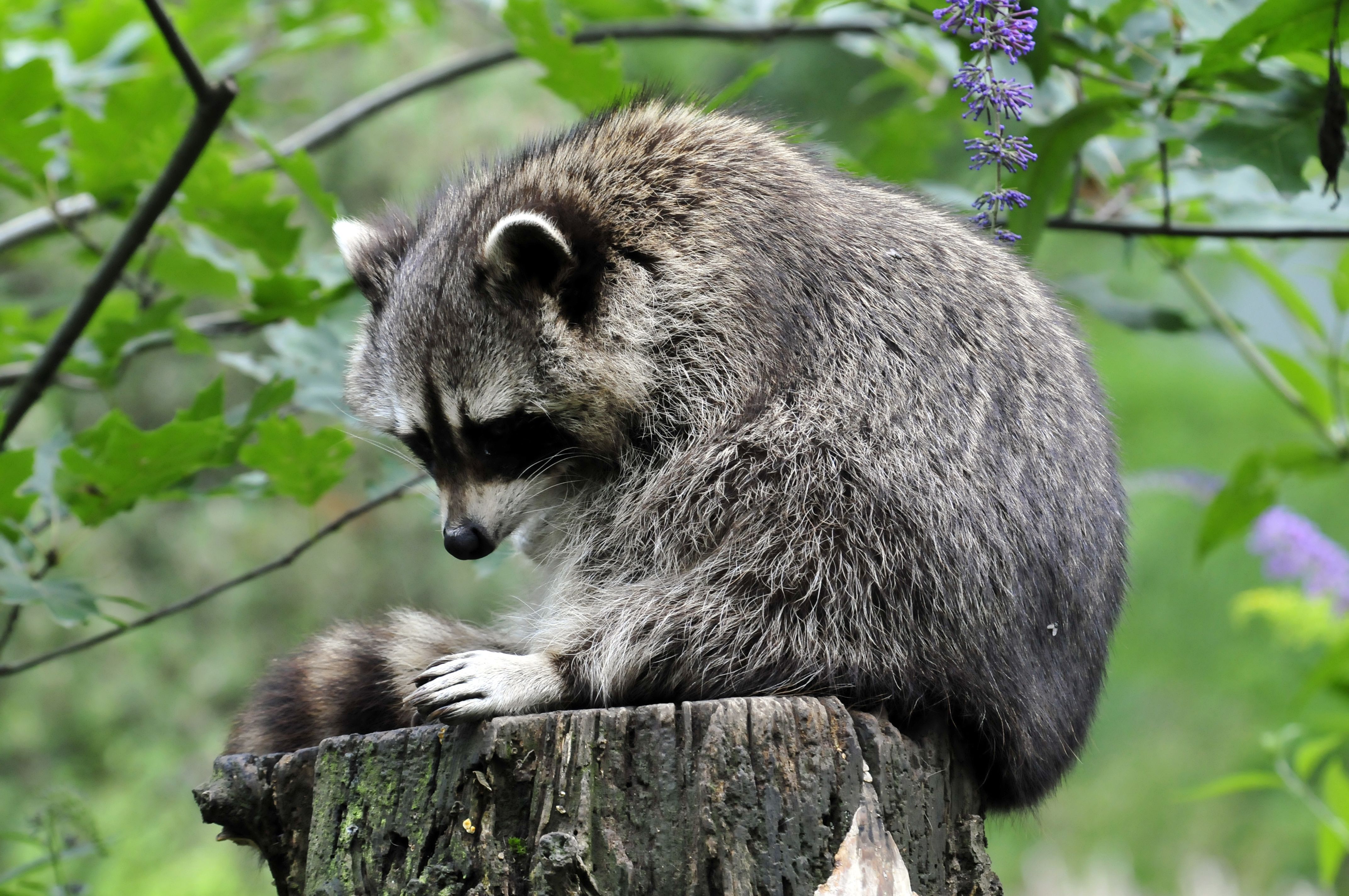 Wallpaper Raccoons Tree stump Animals 4288x2848