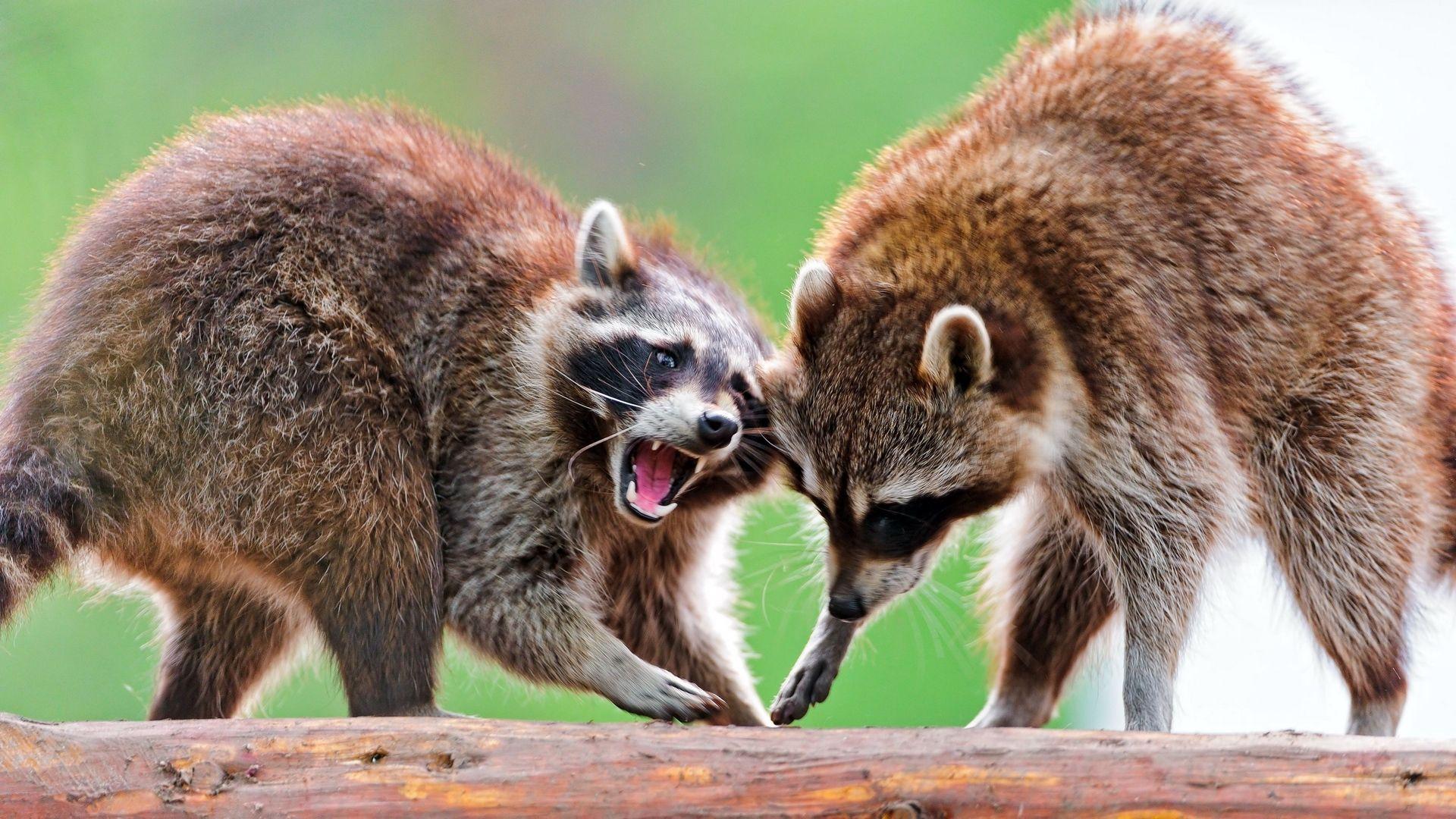 Download wallpaper 1920x1080 raccoons, raccoon, couple, fight full