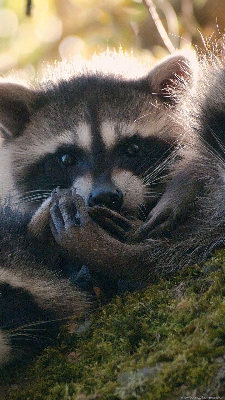 Cute Raccoons Wallpaper Desktop Background