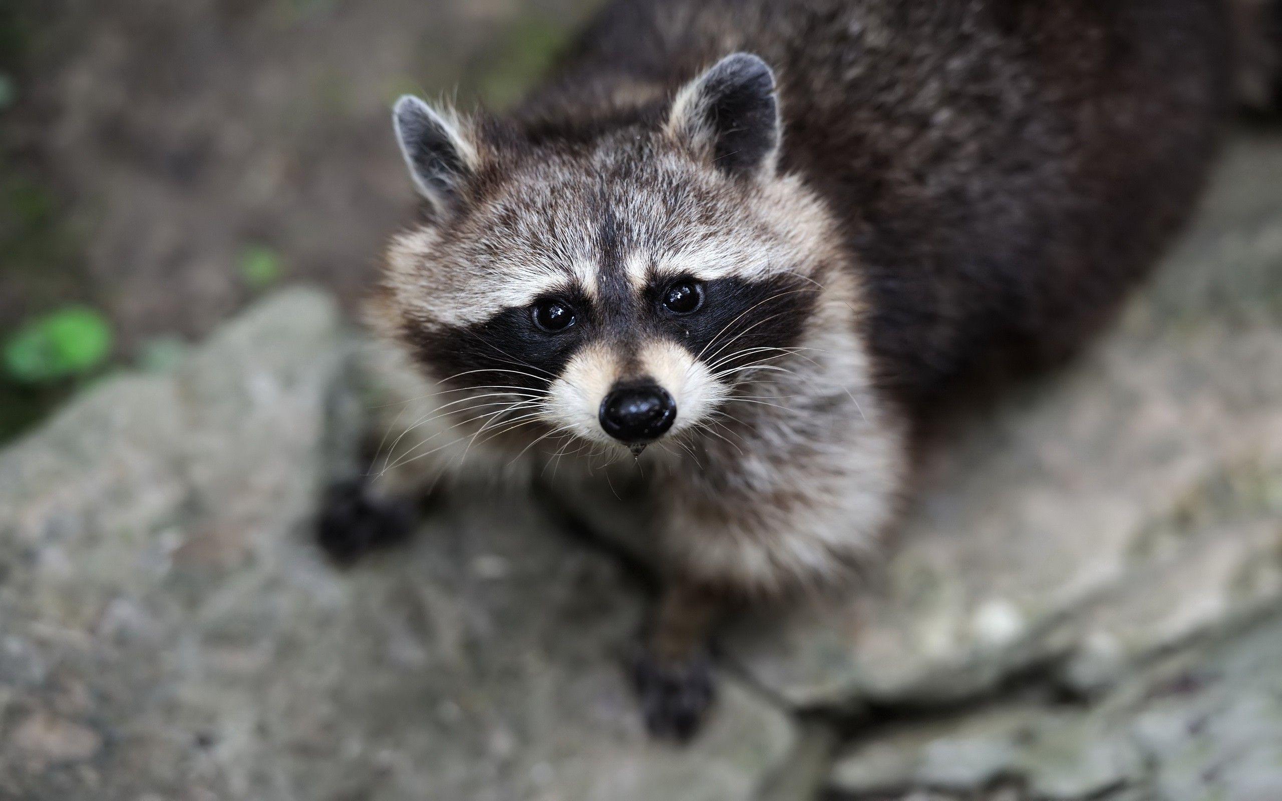 raccoons, Wildlife, Animals Wallpaper HD / Desktop and Mobile