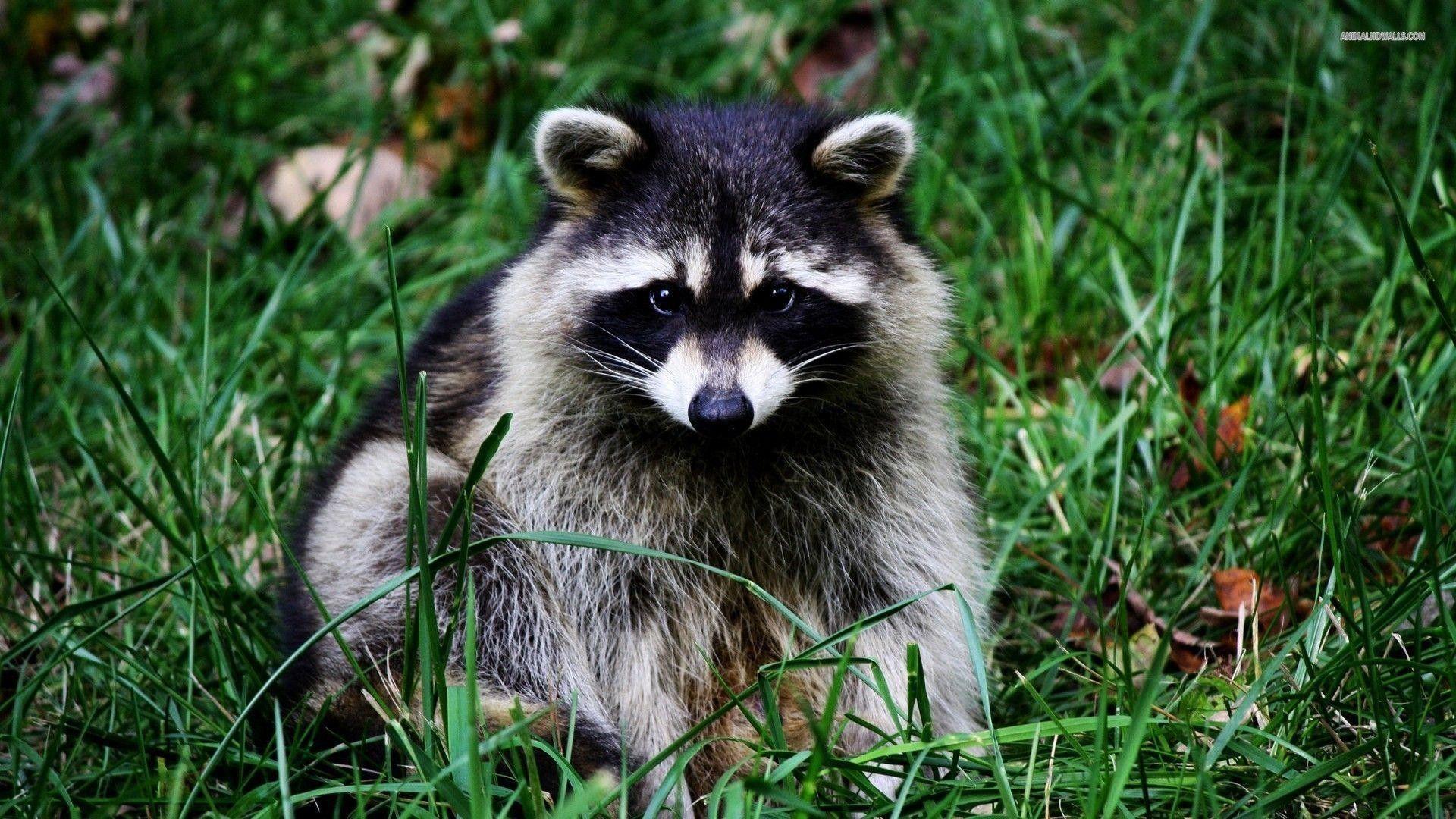 Raccoon Wallpaper background picture