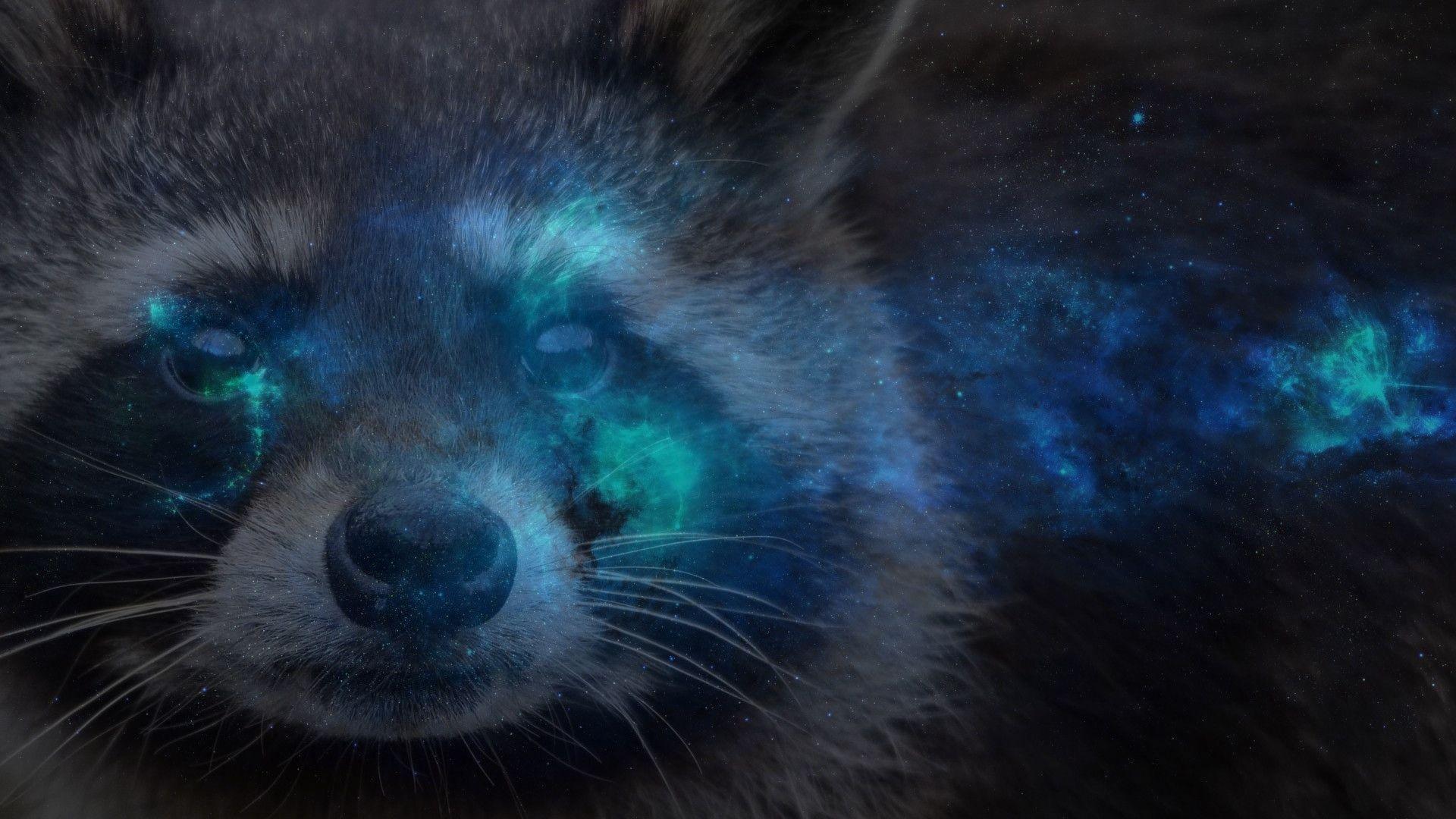 1080p Raccoon Wallpaper