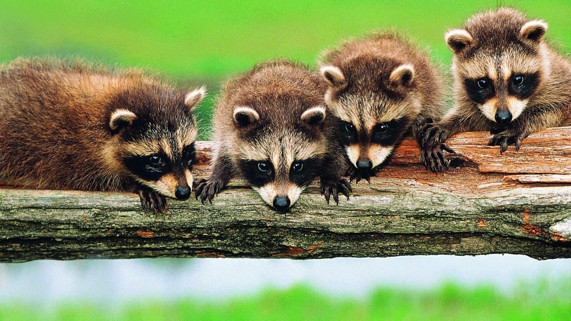 Raccoons Tag wallpaper: Grass Animals Raccoons Animal Picture With
