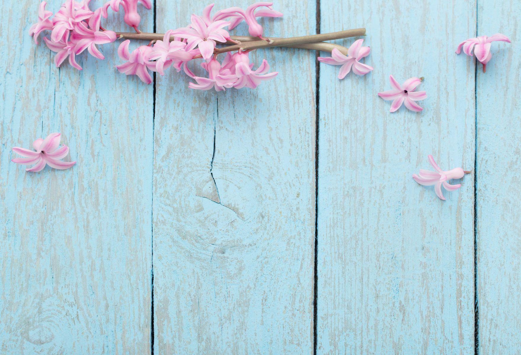 Blue wooden background with pink flowers Wallpaper