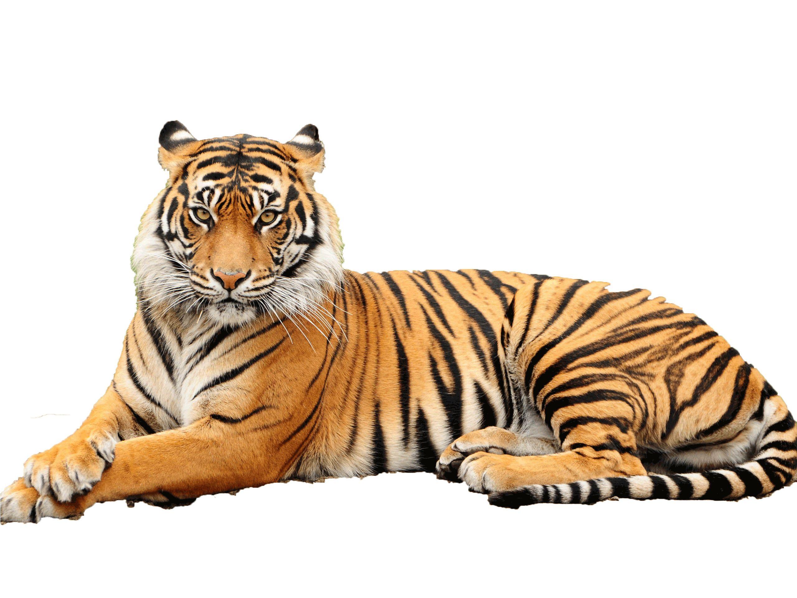 Tiger White Background