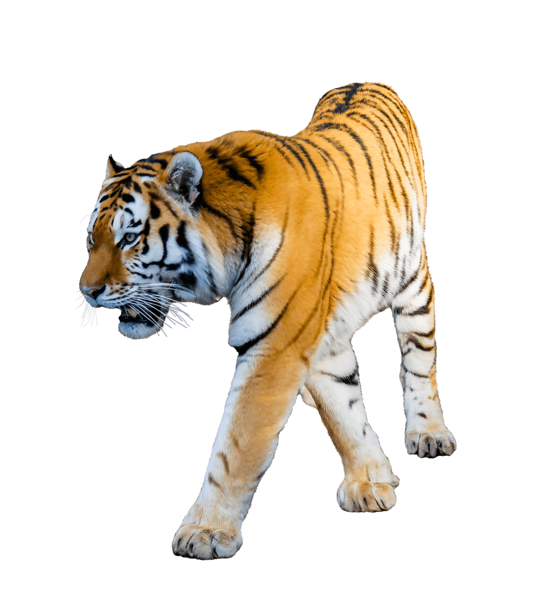 Tiger White Background Image. All White Background