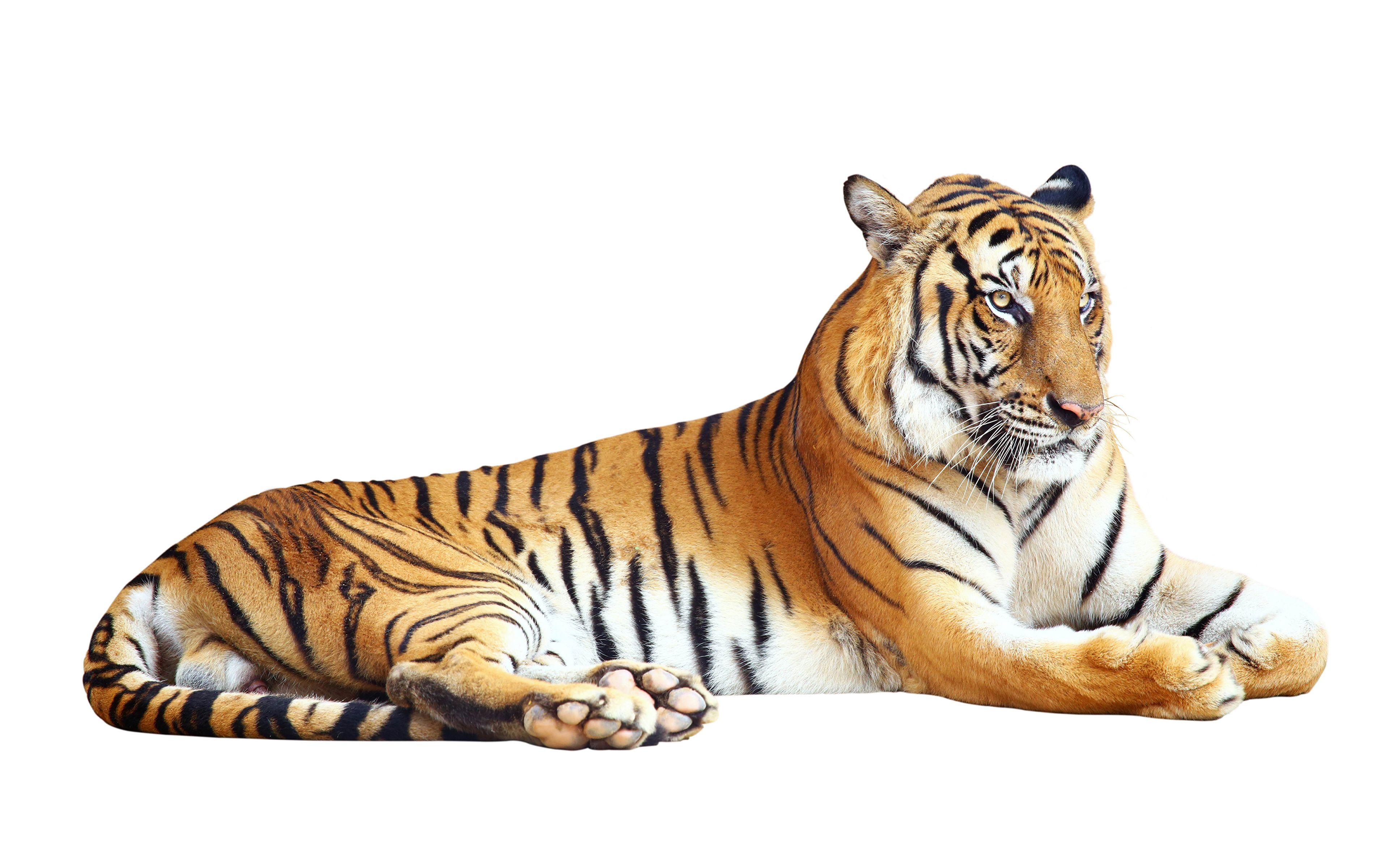 Picture Tigers Big cats Animals White background 3840x2400