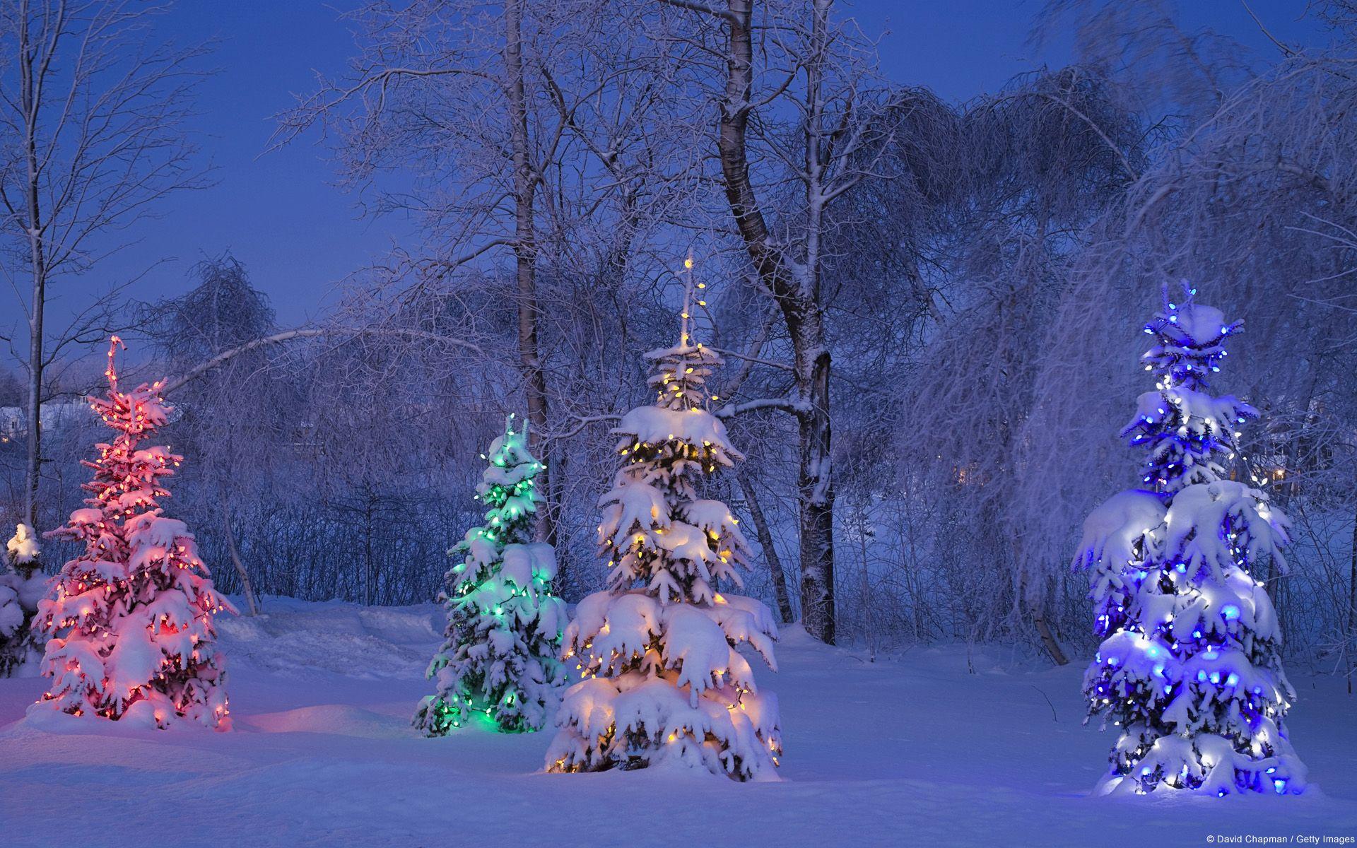 Lighted Christmas Trees in Winter Forest HD Wallpaper. Background