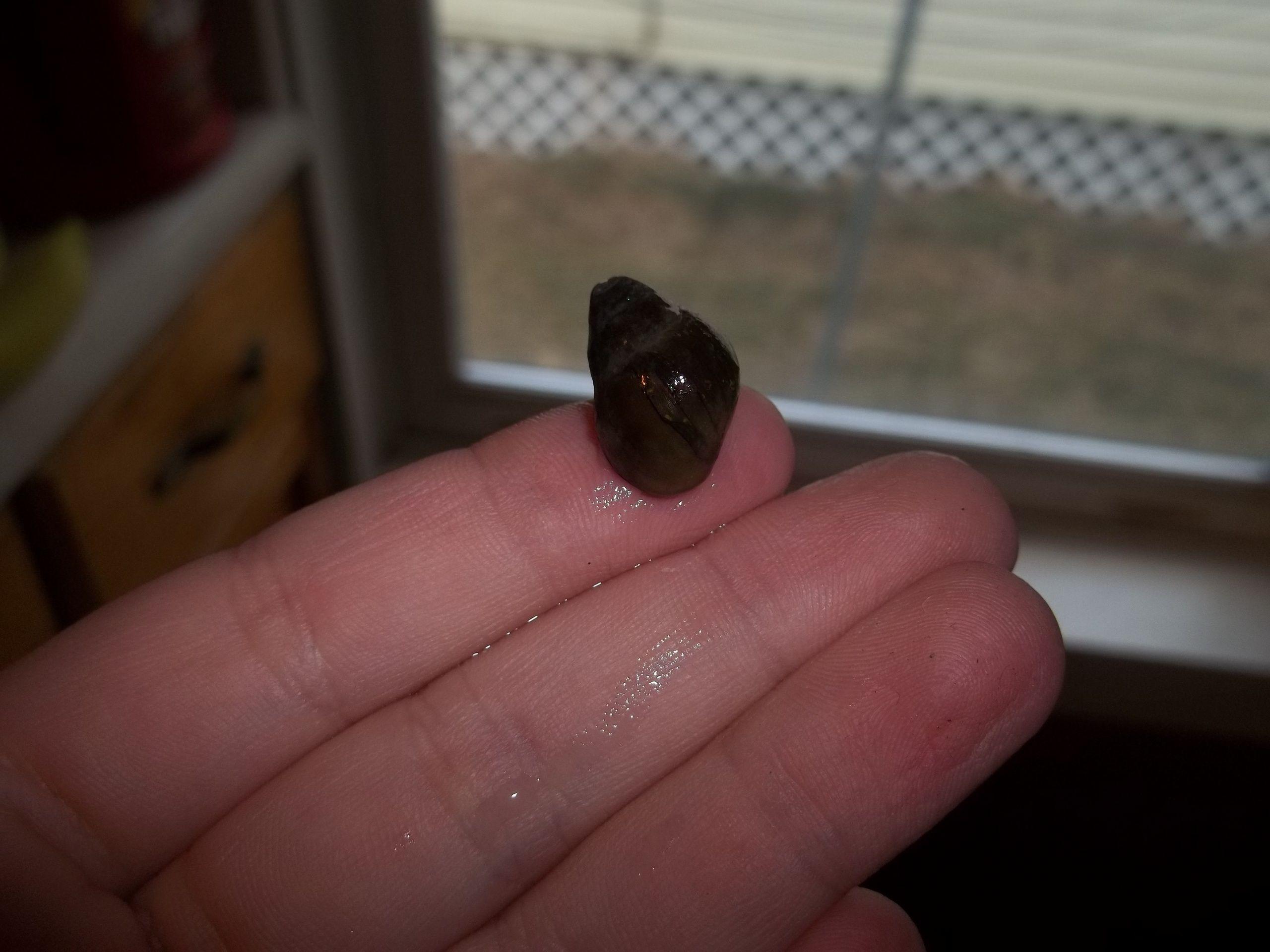 Animals image gir, the cutest water snail in the world. HD