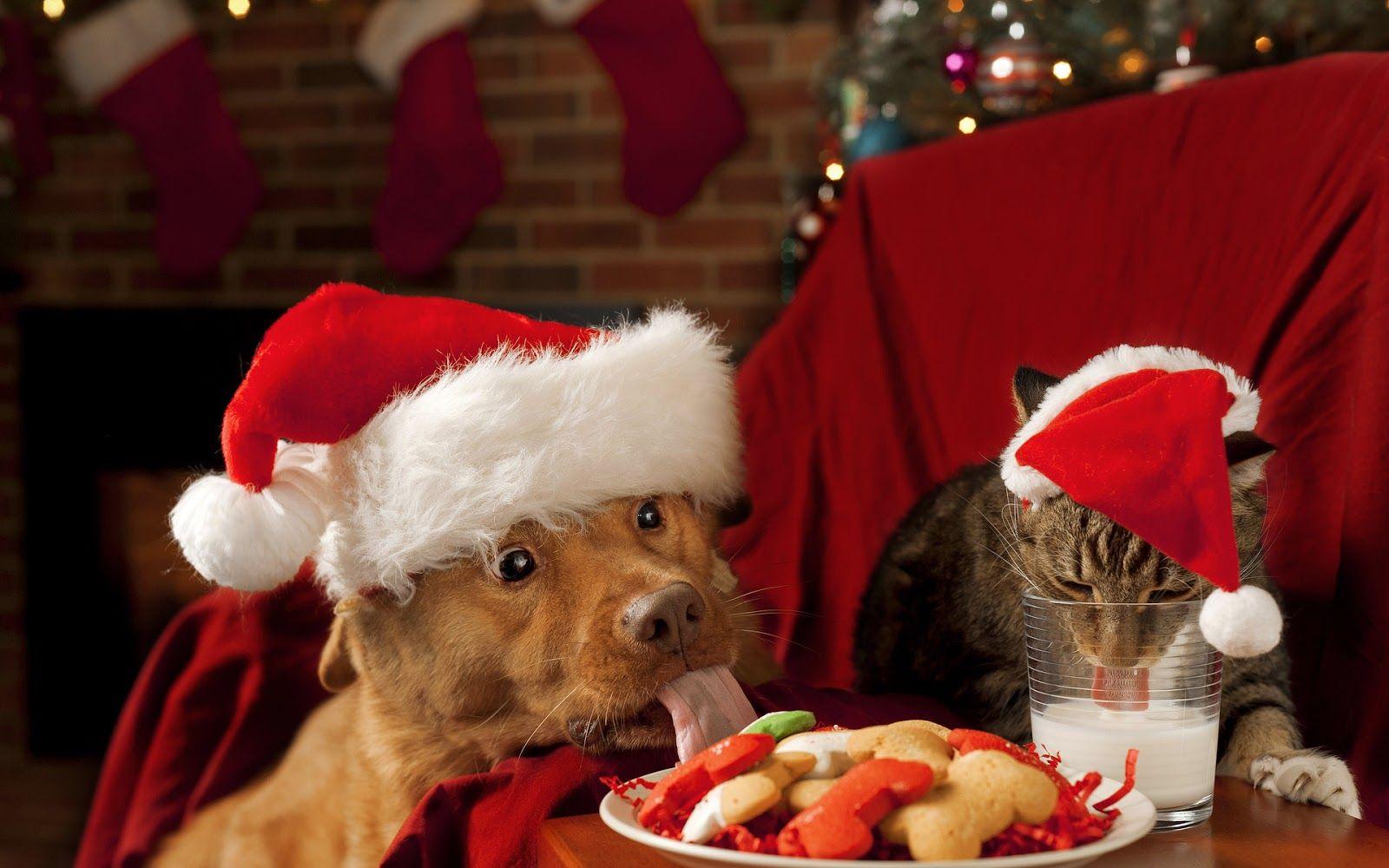 Christmas wallpaper with dog and cat. HD Animals Wallpaper